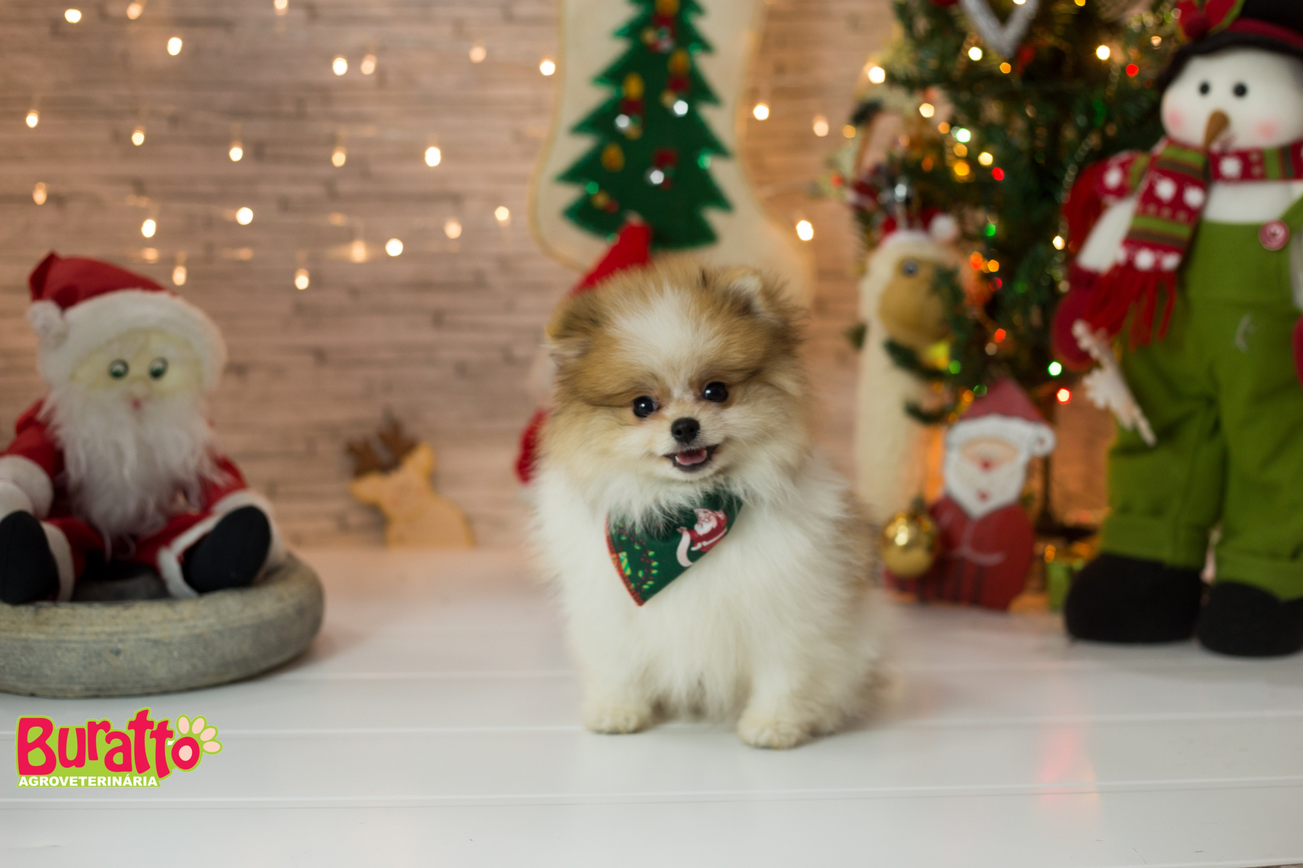 2018 — Natal encantado dos Pets. Fotografia Pet — estúdio, eventos, aniversários, ensaios temáticos
