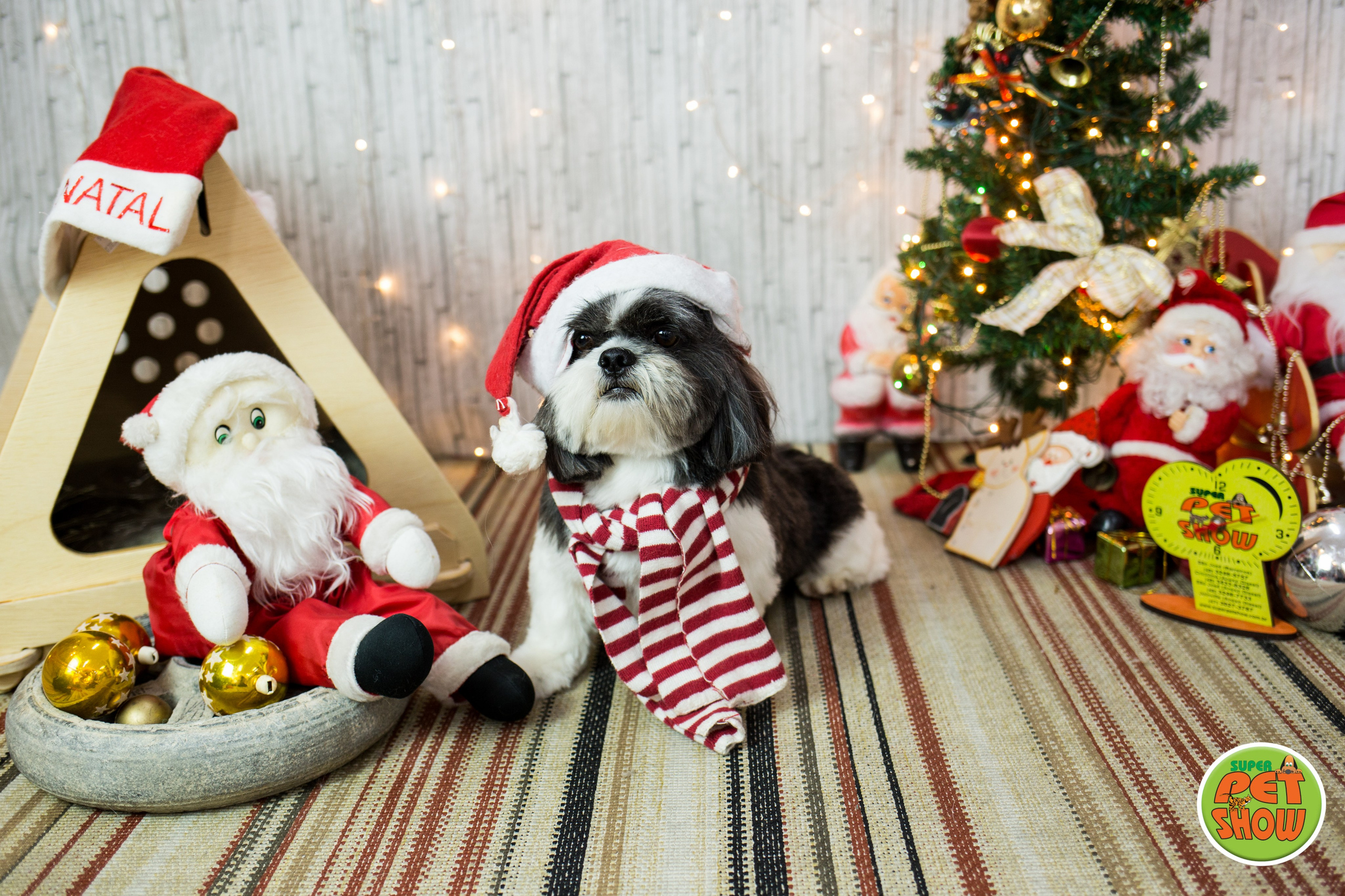 2019 — Natal encantado dos Pets. Fotografia Pet — estúdio, eventos, aniversários, ensaios temáticos