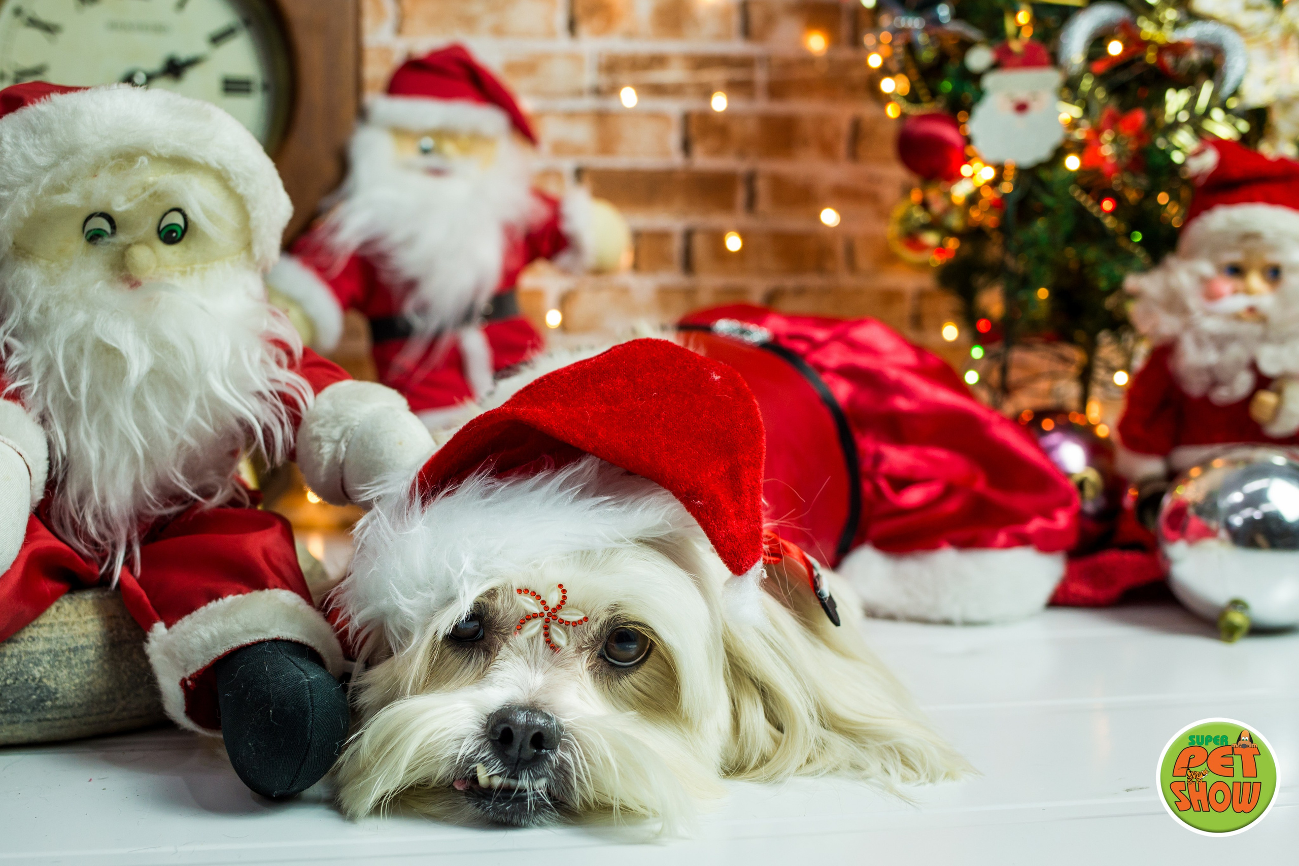 2019 — Natal encantado dos Pets. Fotografia Pet — estúdio, eventos, aniversários, ensaios temáticos
