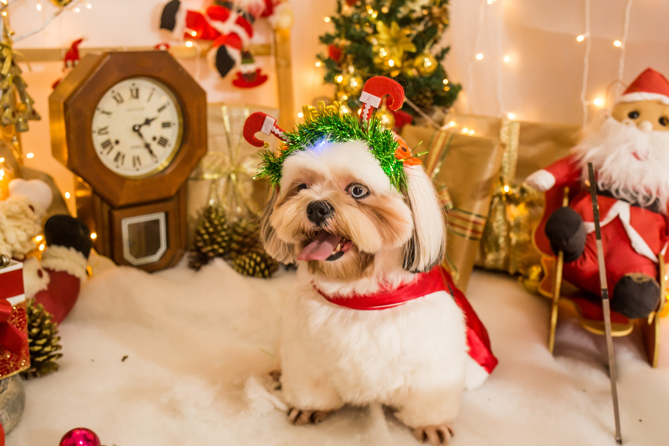 2021 — Natal encantado dos Pets. Fotografia Pet — estúdio, eventos, aniversários, ensaios temáticos