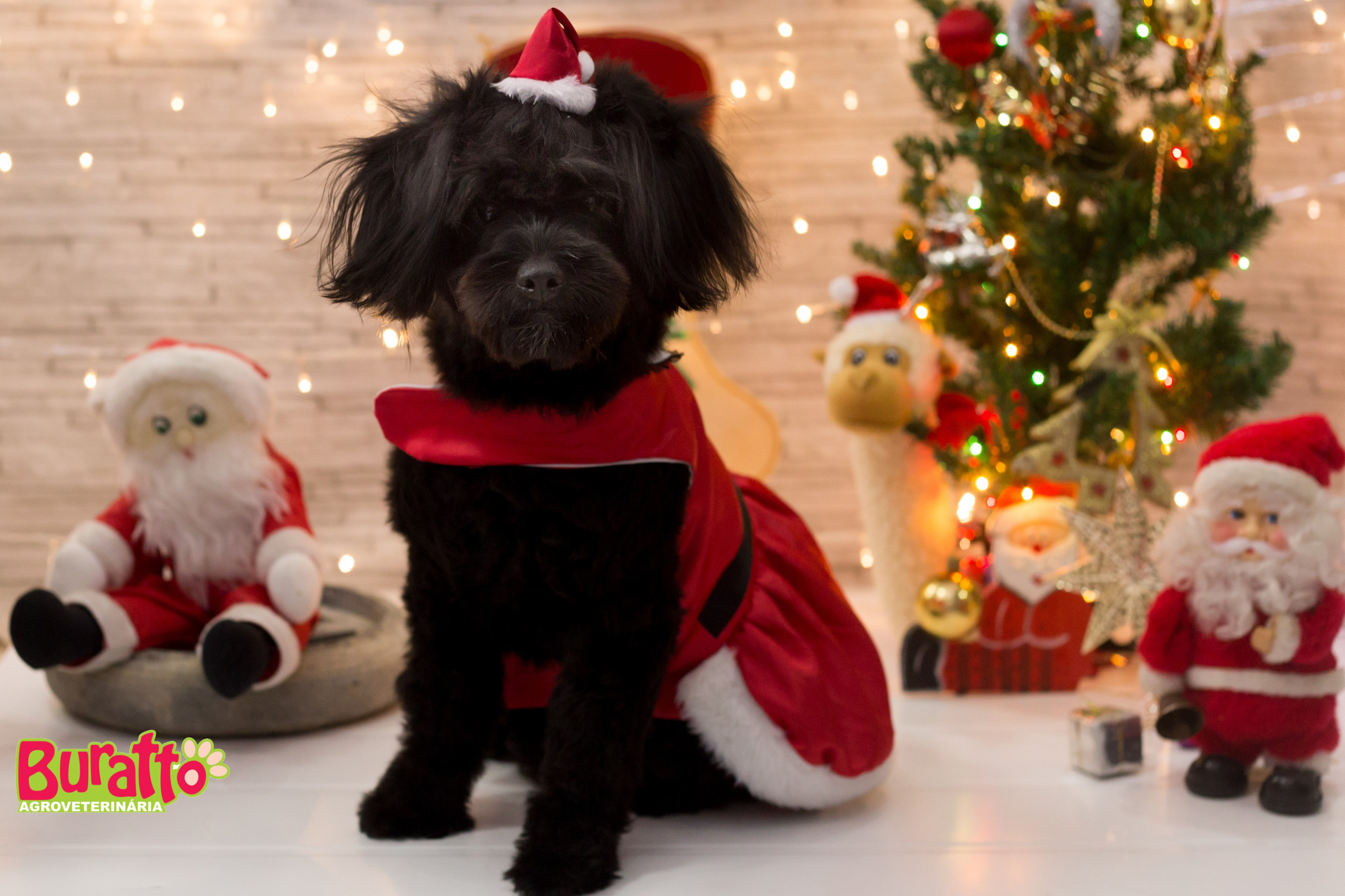 2018 — Natal encantado dos Pets. Fotografia Pet — estúdio, eventos, aniversários, ensaios temáticos