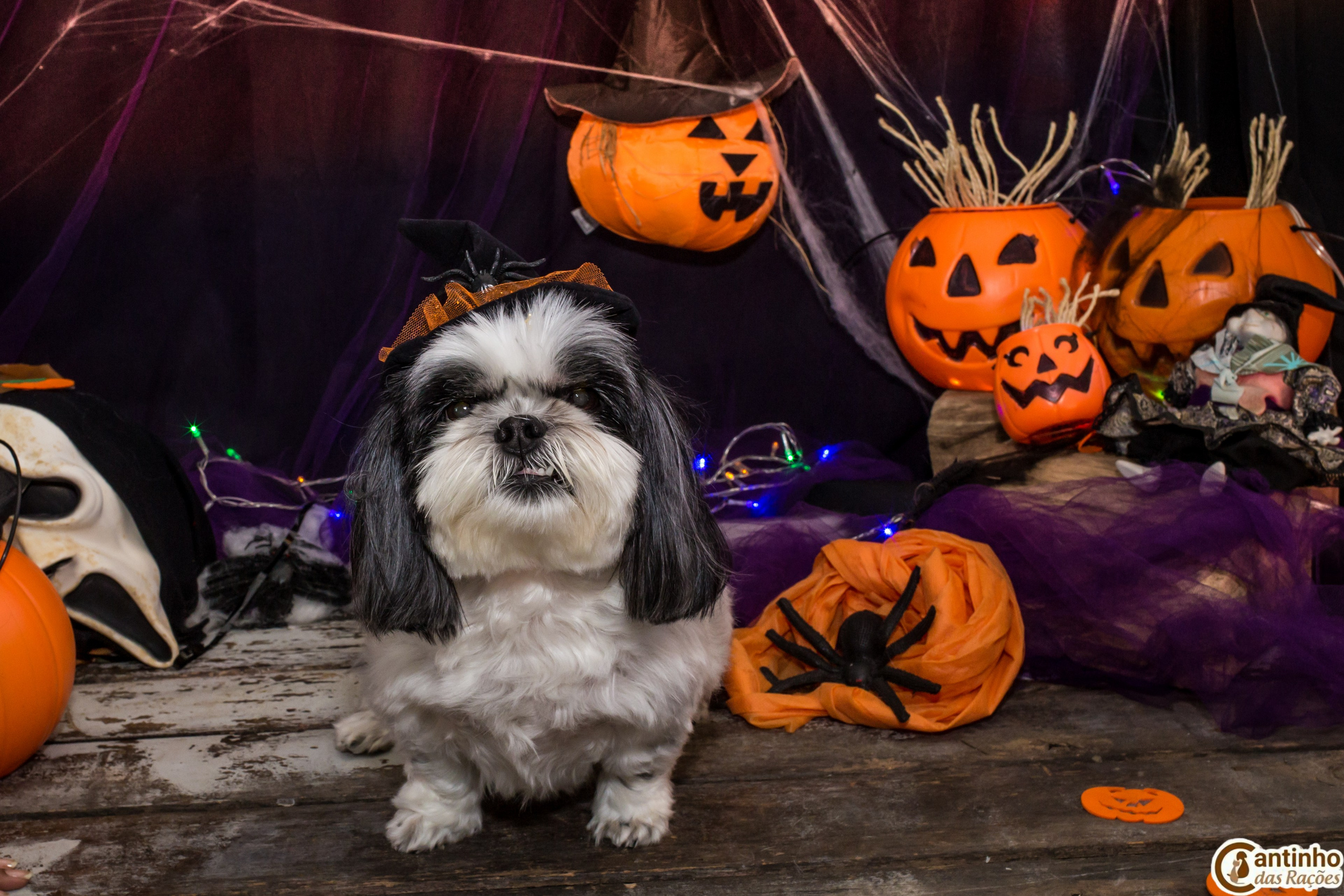 Hallowen — 2020 Doces ou travessuras. Fotografia Pet — estúdio, eventos, aniversários, ensaios temáticos