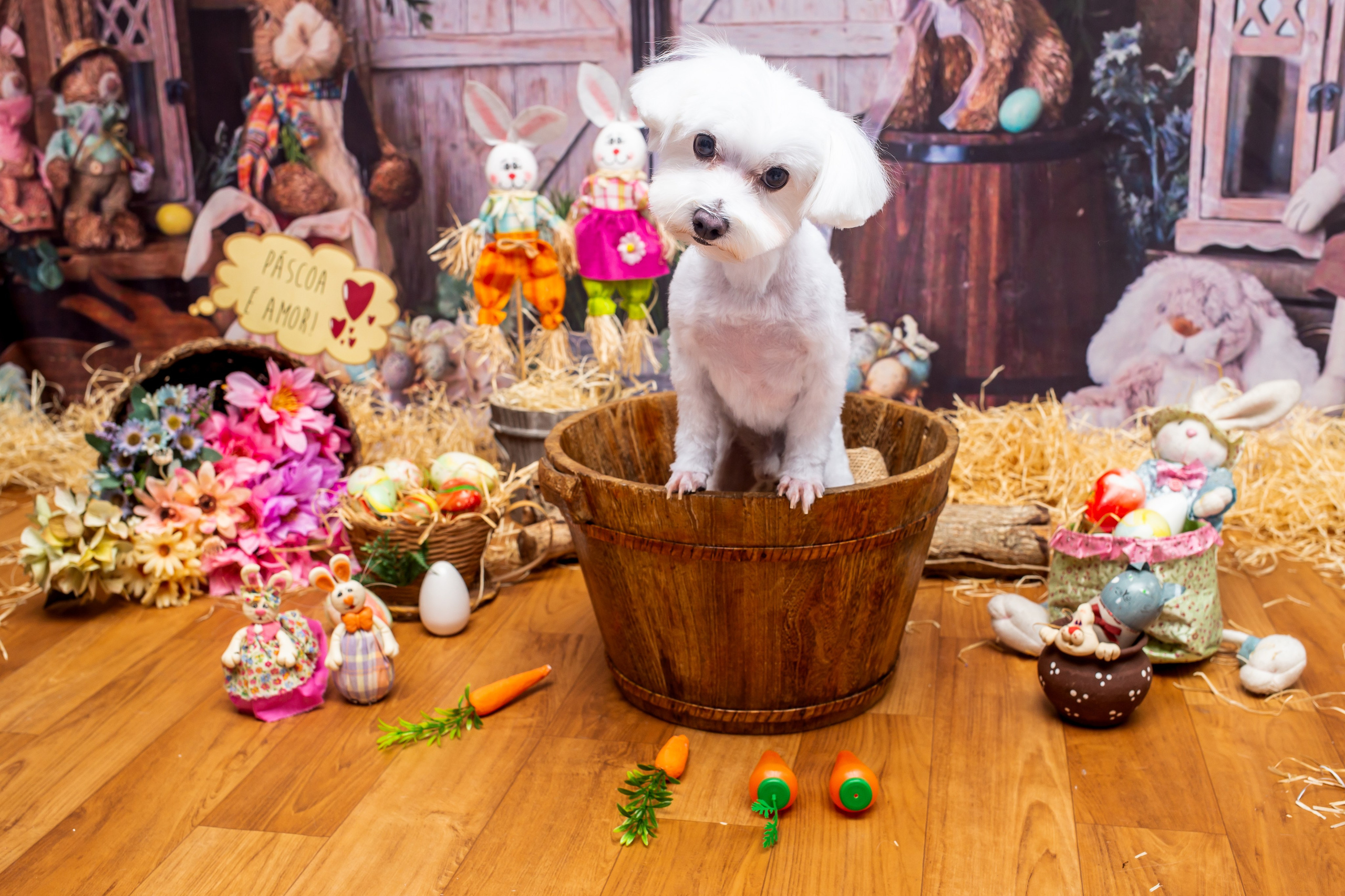 2023 — A doce Páscoa dos Pets. Fotografia Pet — estúdio, eventos, aniversários, ensaios temáticos