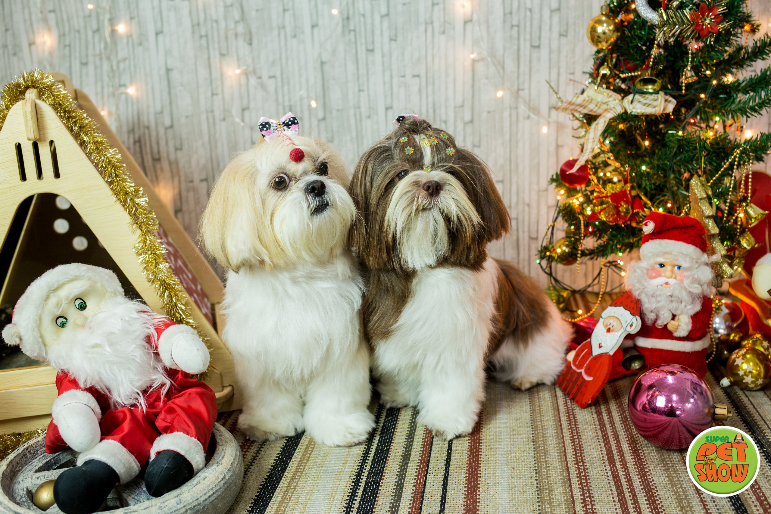 2019 — Natal encantado dos Pets. Fotografia Pet — estúdio, eventos, aniversários, ensaios temáticos