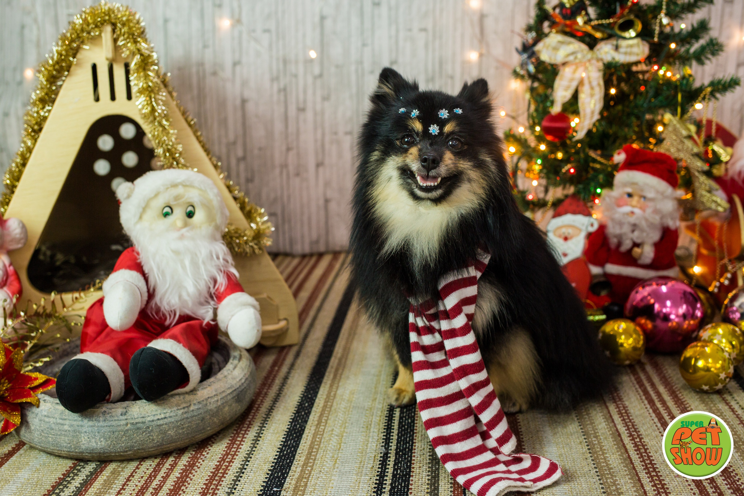 2019 — Natal encantado dos Pets. Fotografia Pet — estúdio, eventos, aniversários, ensaios temáticos