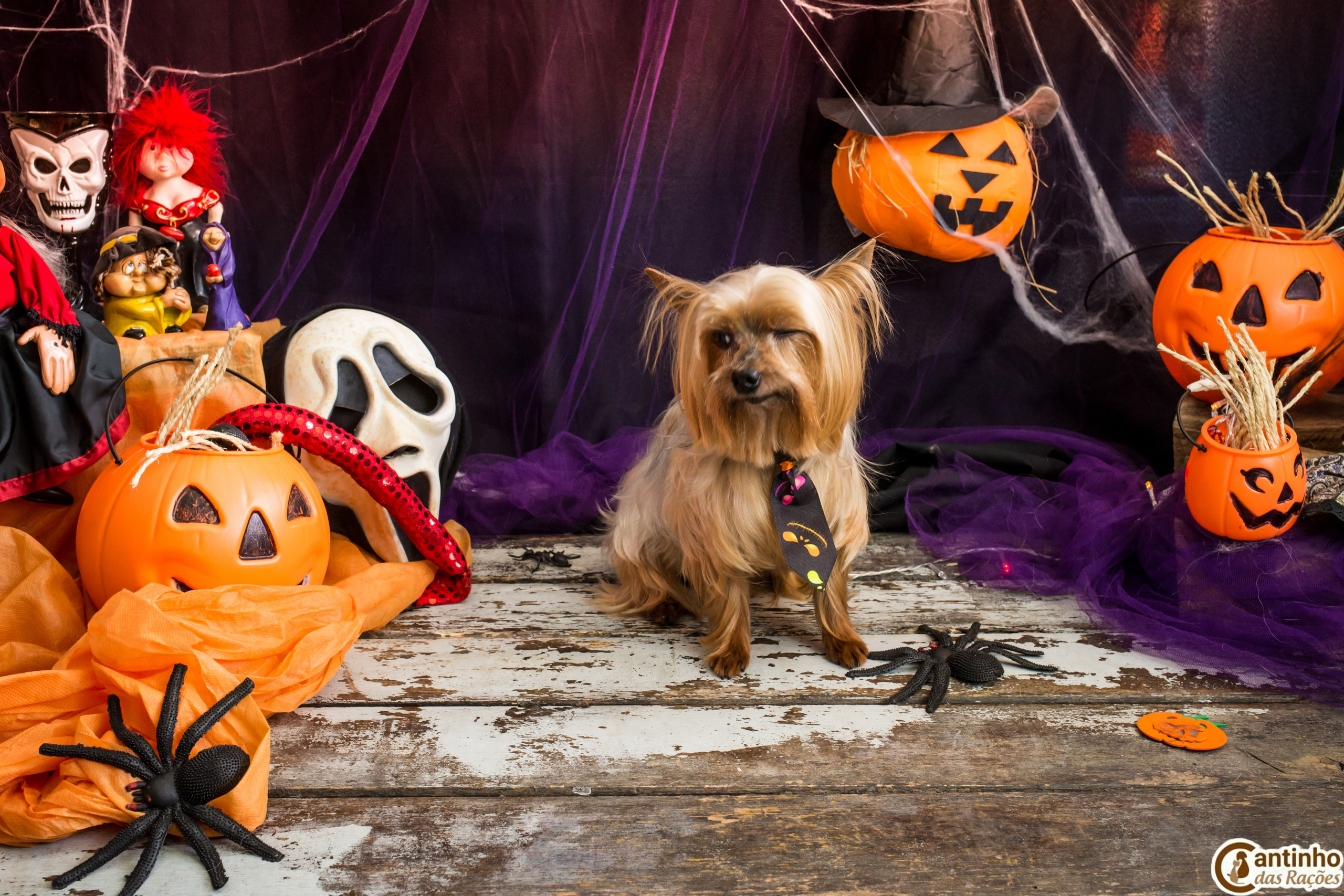 Hallowen — 2020 Doces ou travessuras. Fotografia Pet — estúdio, eventos, aniversários, ensaios temáticos