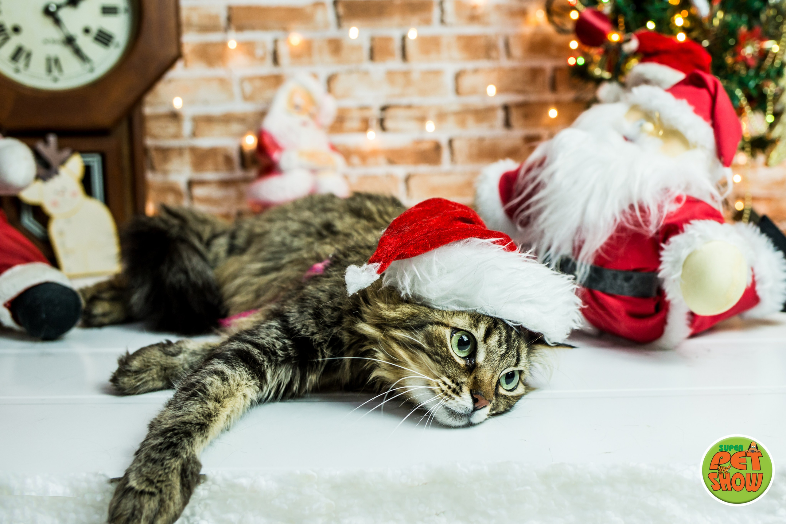 2019 — Natal encantado dos Pets. Fotografia Pet — estúdio, eventos, aniversários, ensaios temáticos