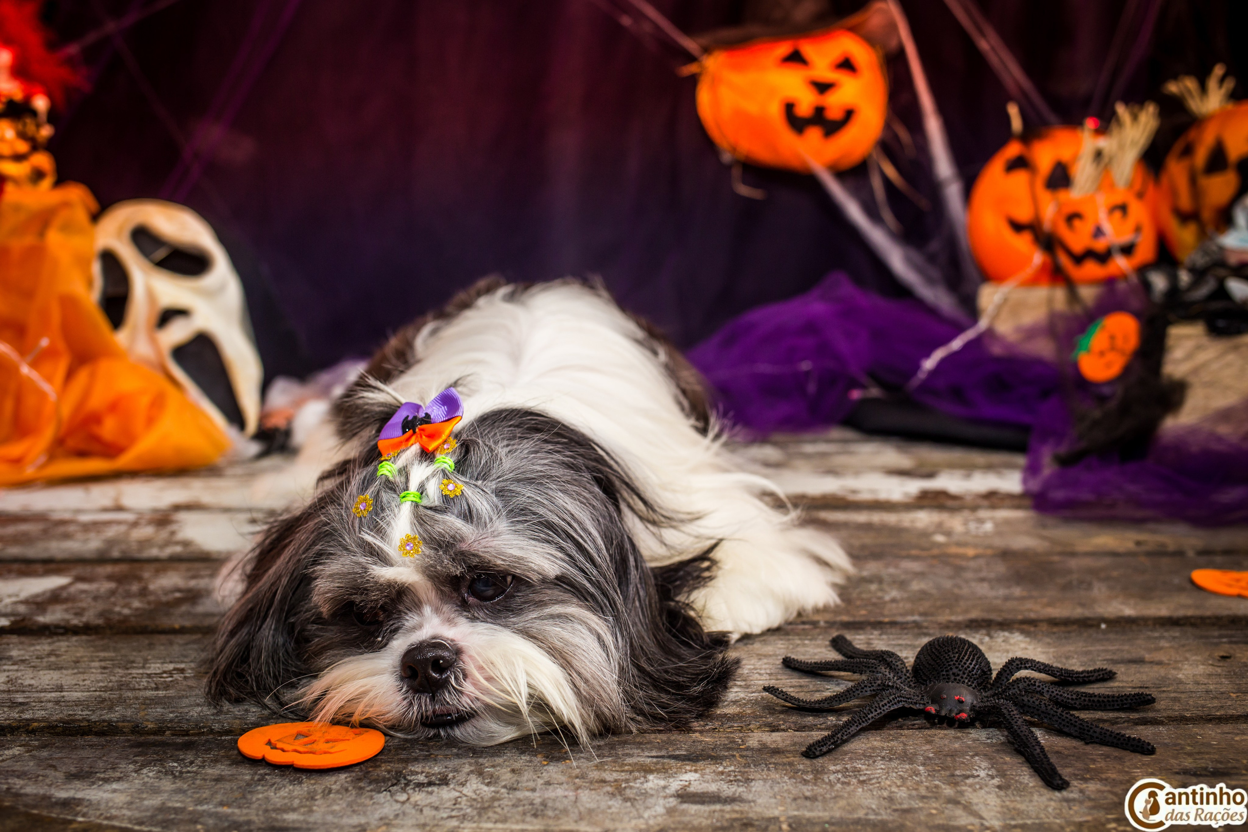 Hallowen — 2020 Doces ou travessuras. Fotografia Pet — estúdio, eventos, aniversários, ensaios temáticos