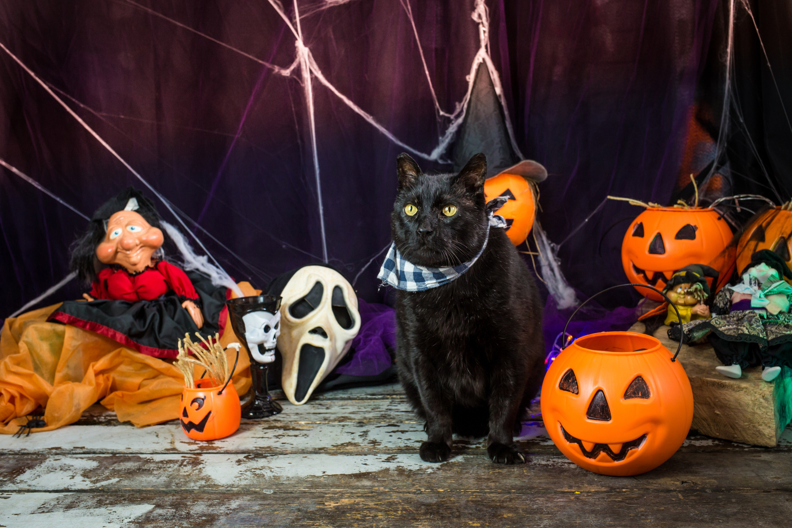 Hallowen — 2020 Doces ou travessuras. Fotografia Pet — estúdio, eventos, aniversários, ensaios temáticos