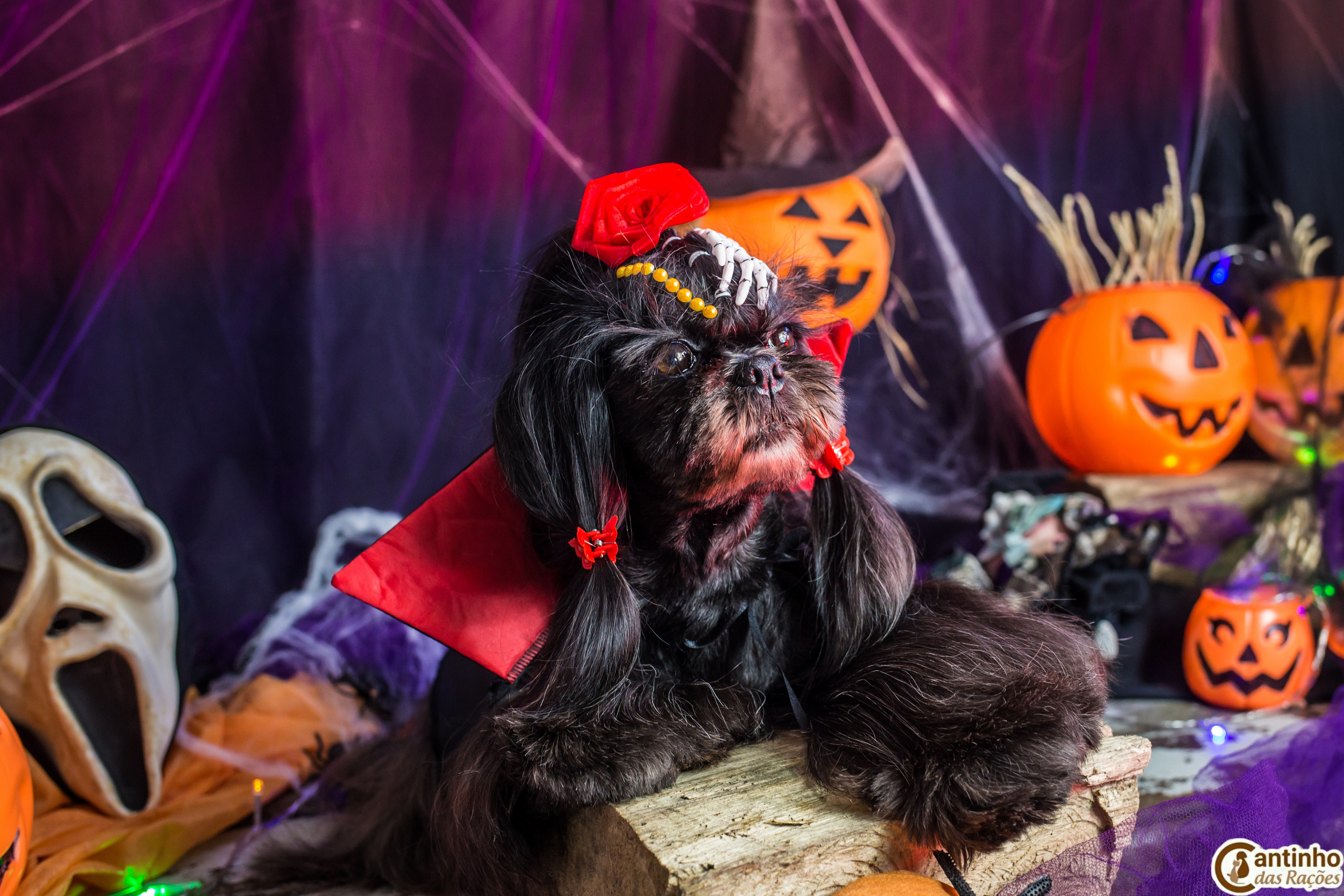 Hallowen — 2020 Doces ou travessuras. Fotografia Pet — estúdio, eventos, aniversários, ensaios temáticos