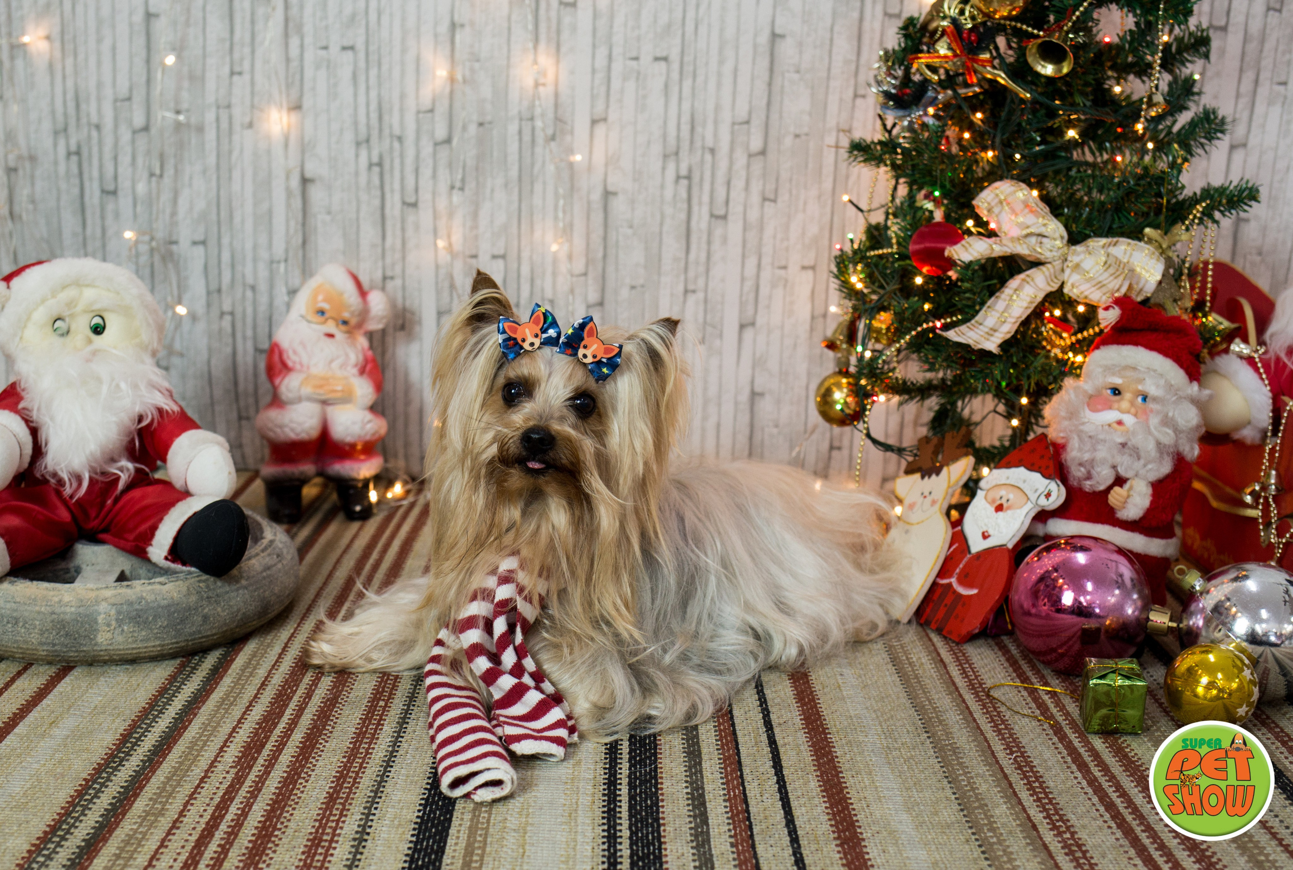 2019 — Natal encantado dos Pets. Fotografia Pet — estúdio, eventos, aniversários, ensaios temáticos