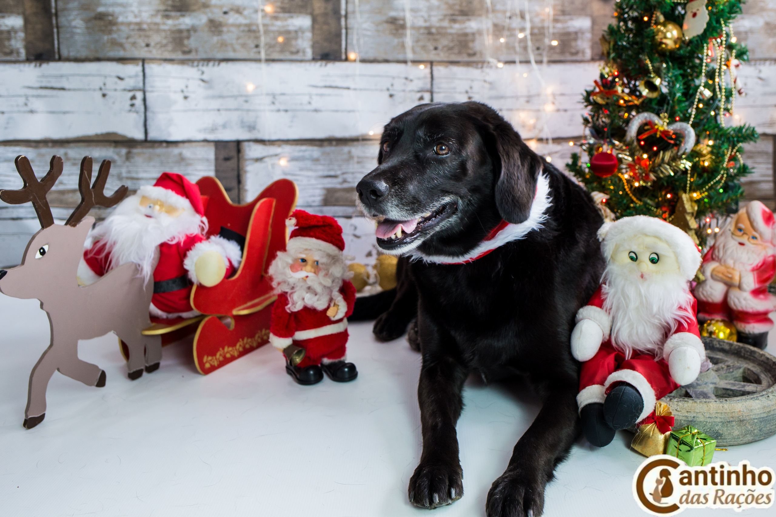 2019 — Natal encantado dos Pets. Fotografia Pet — estúdio, eventos, aniversários, ensaios temáticos