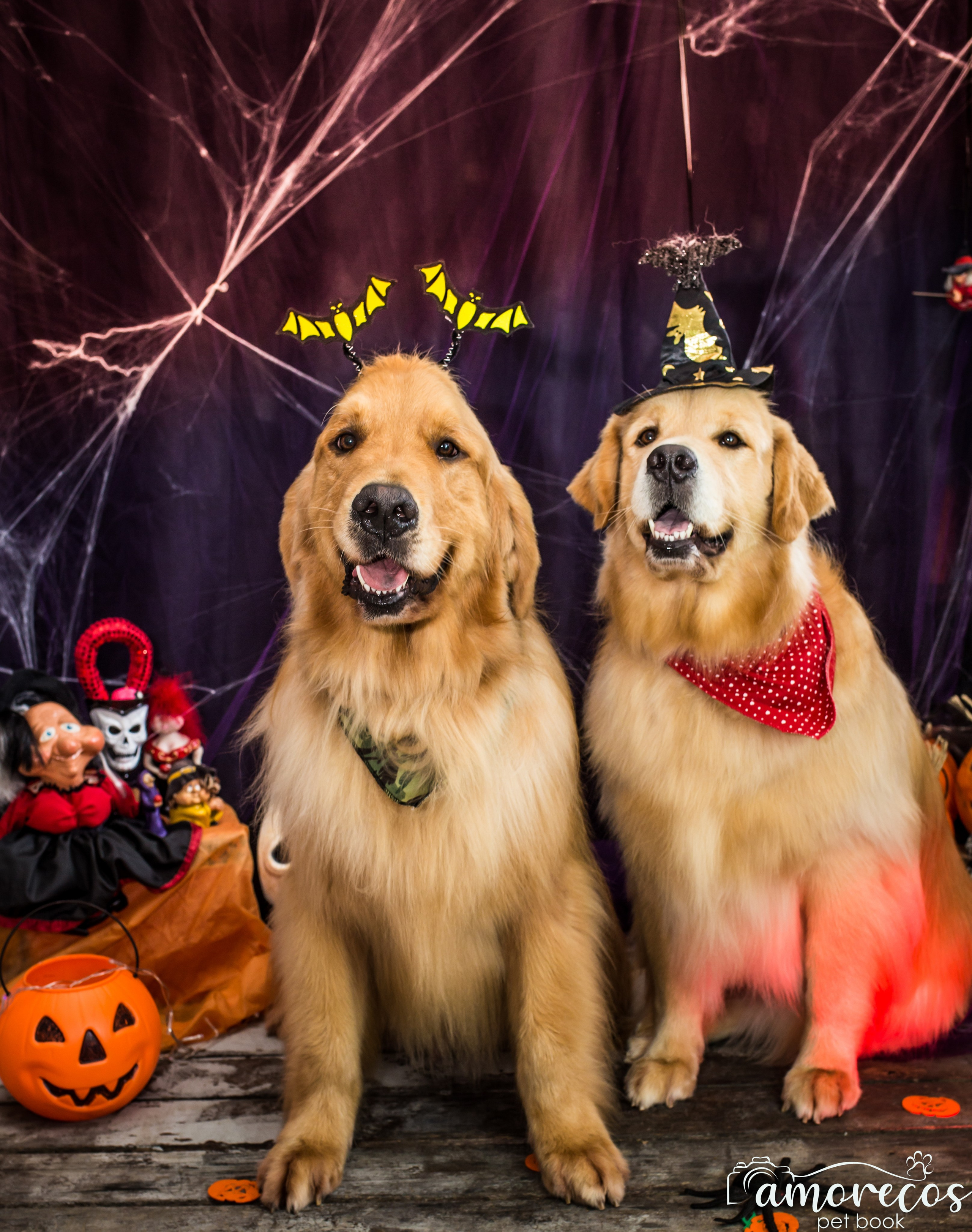 Hallowen — 2020 Doces ou travessuras. Fotografia Pet — estúdio, eventos, aniversários, ensaios temáticos