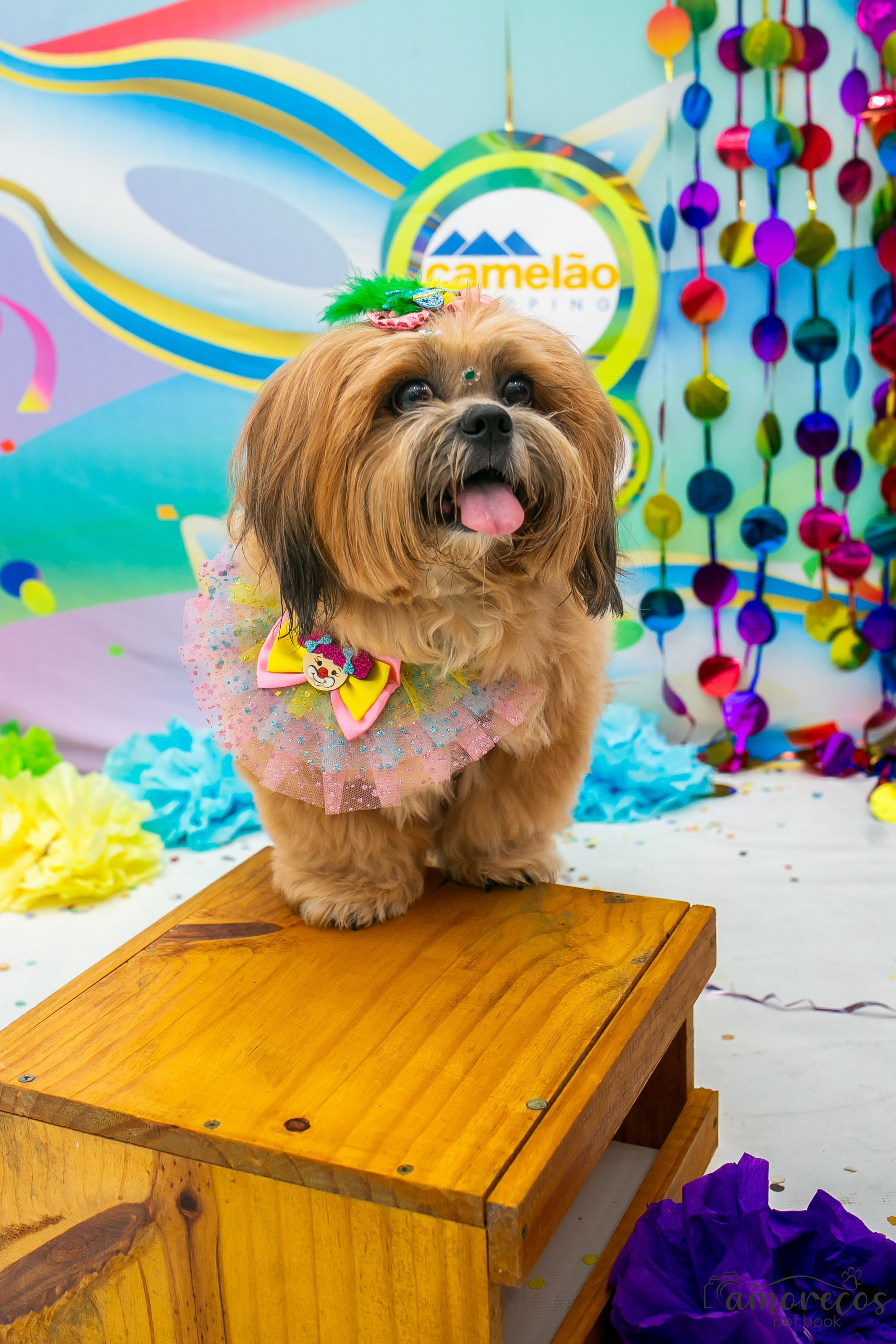 Carnaval 2026 — Camelão. Fotografia Pet — estúdio, eventos, aniversários, ensaios temáticos