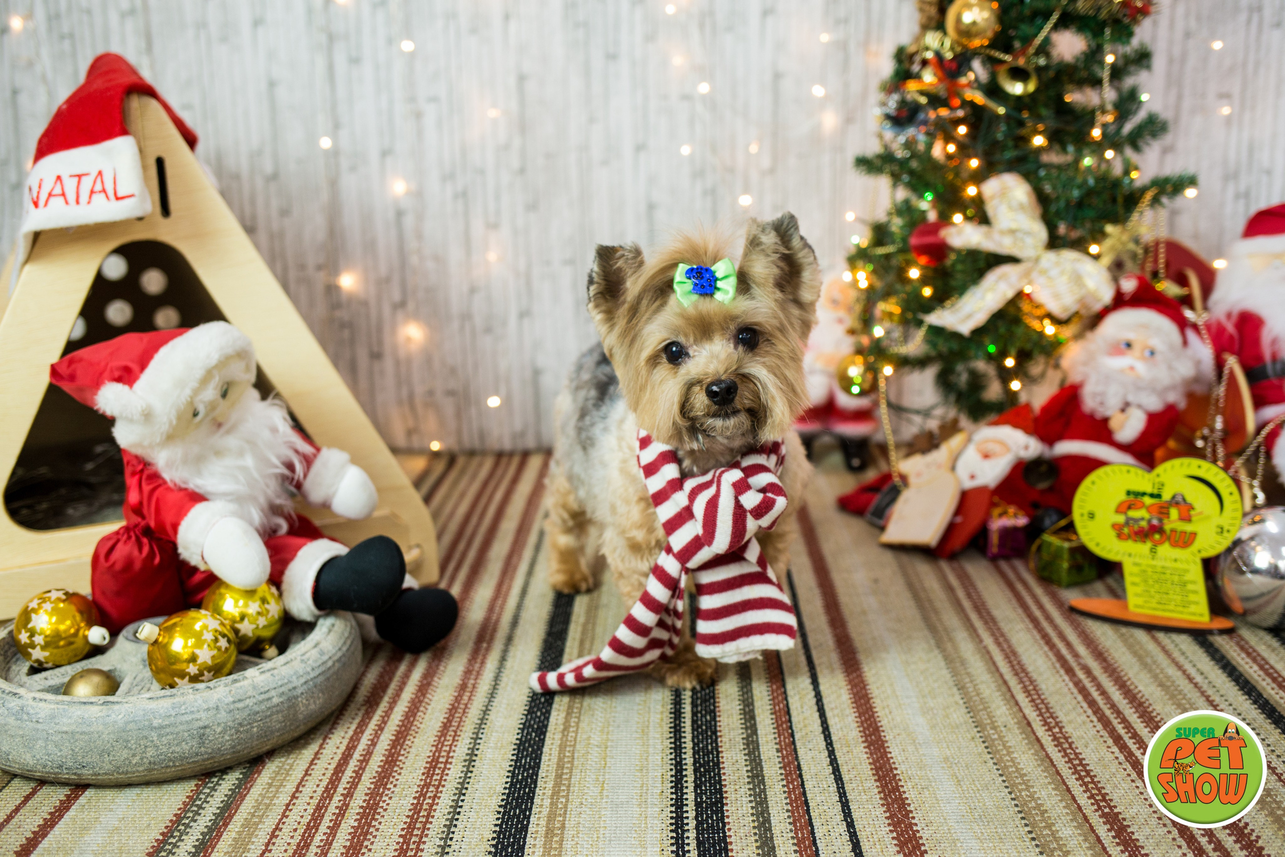 2019 — Natal encantado dos Pets. Fotografia Pet — estúdio, eventos, aniversários, ensaios temáticos