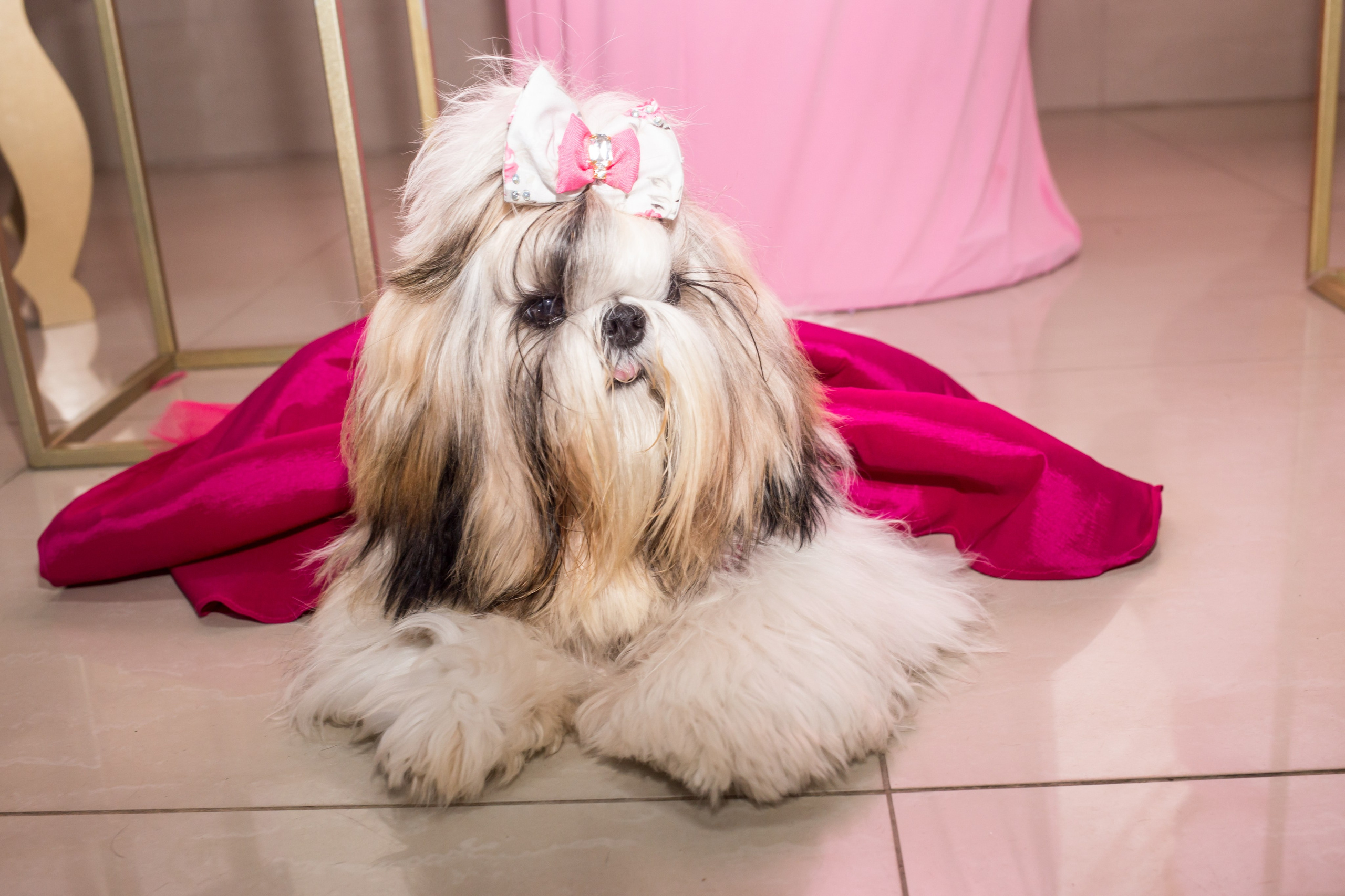 Kiara — 1 aninho. Fotografia Pet — estúdio, eventos, aniversários, ensaios temáticos