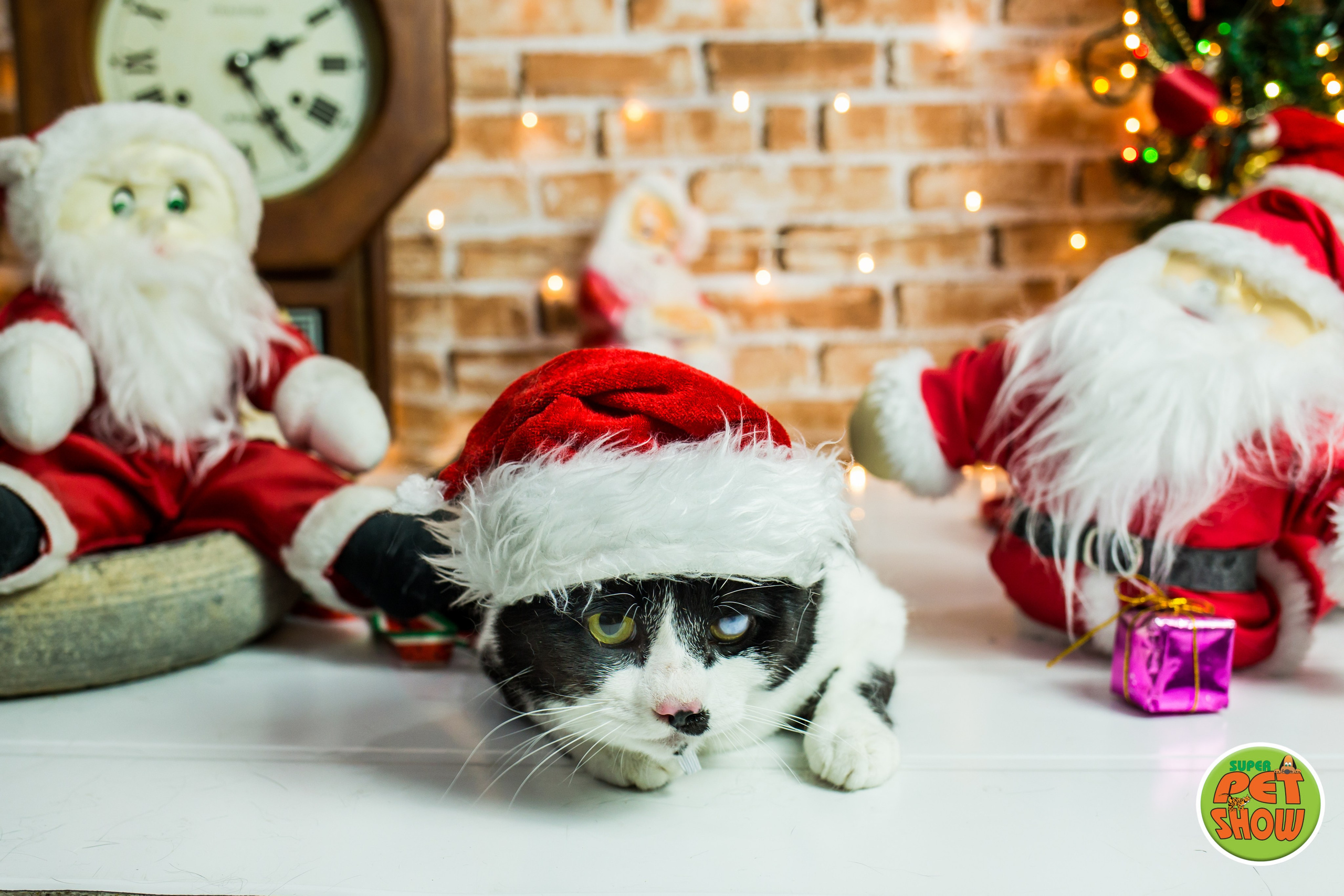 2019 — Natal encantado dos Pets. Fotografia Pet — estúdio, eventos, aniversários, ensaios temáticos