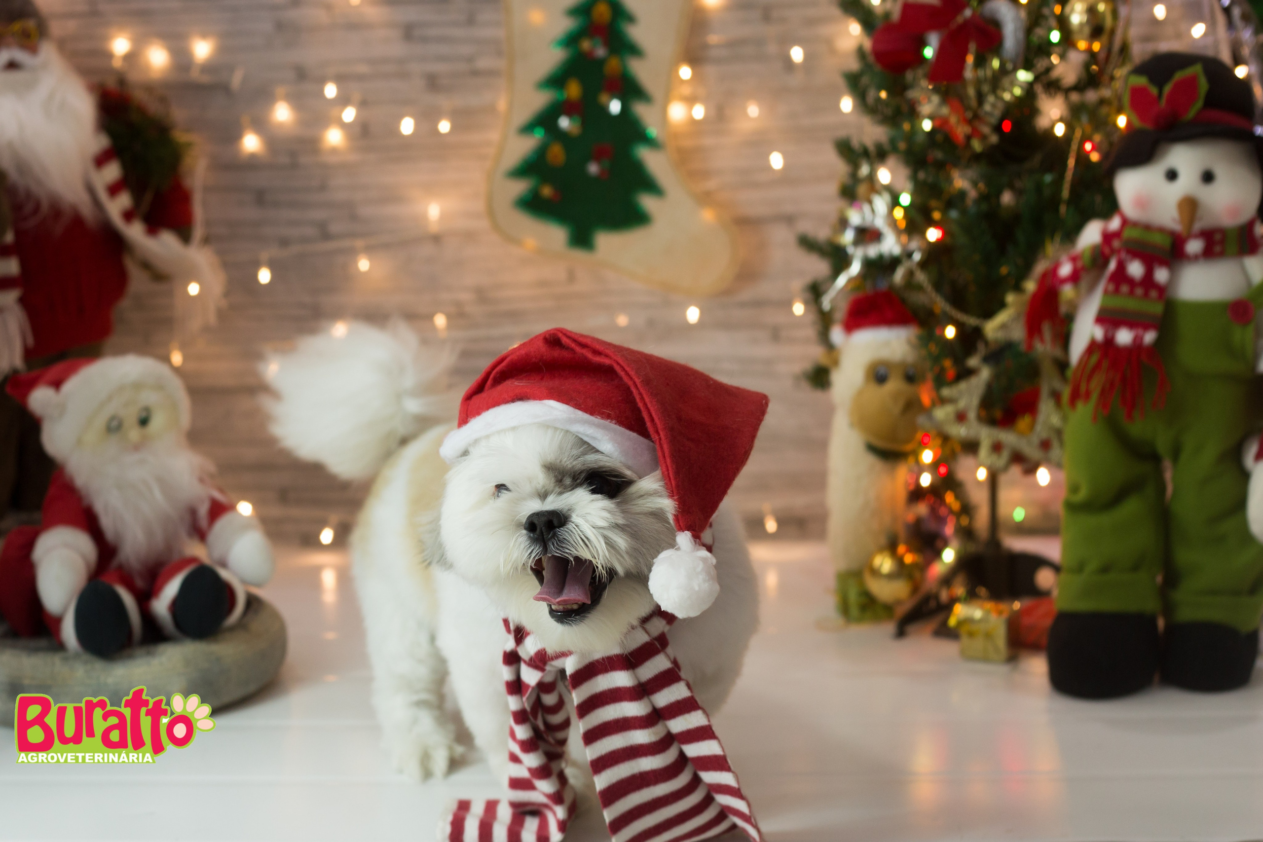 2018 — Natal encantado dos Pets. Fotografia Pet — estúdio, eventos, aniversários, ensaios temáticos