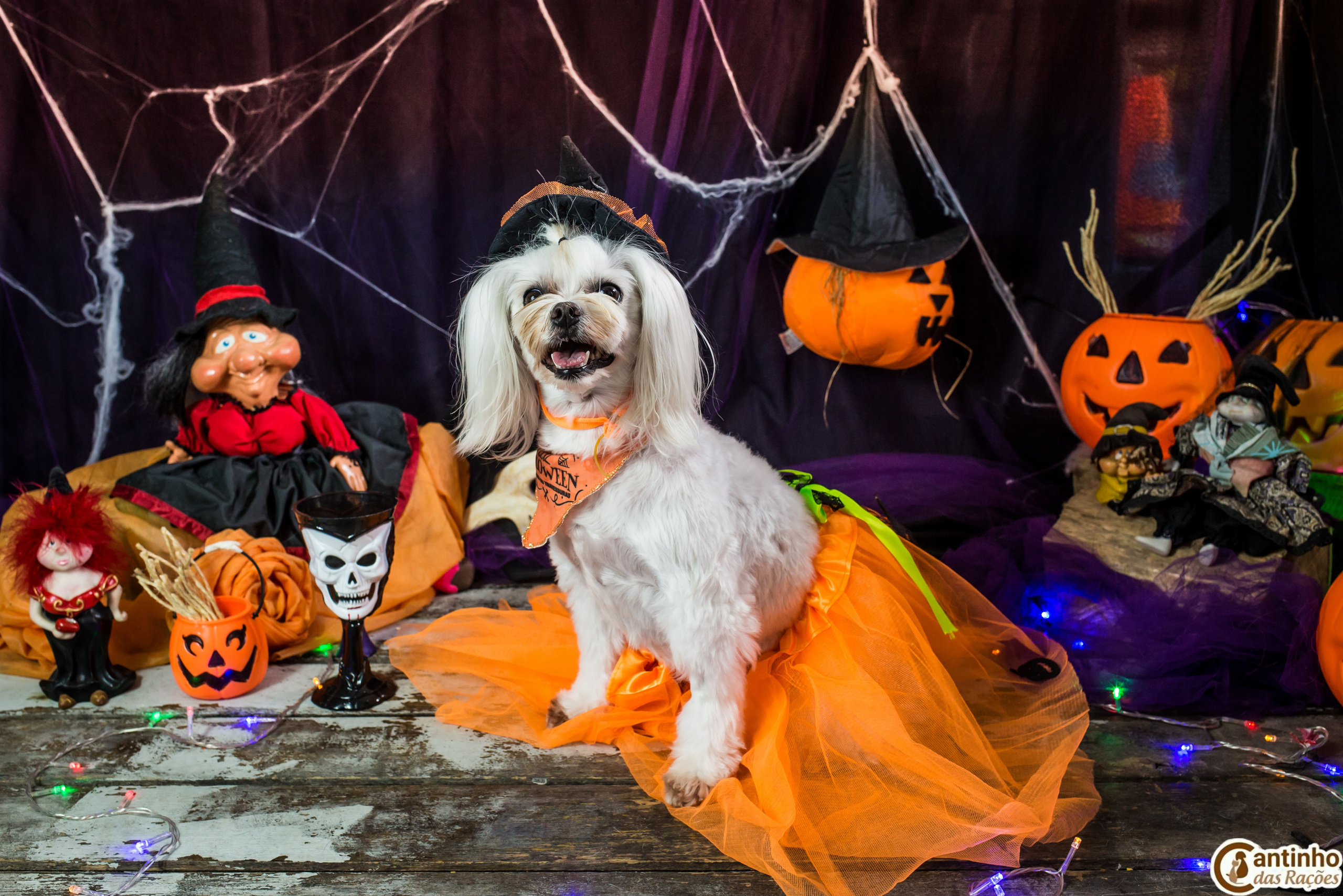 Hallowen — 2020 Doces ou travessuras. Fotografia Pet — estúdio, eventos, aniversários, ensaios temáticos