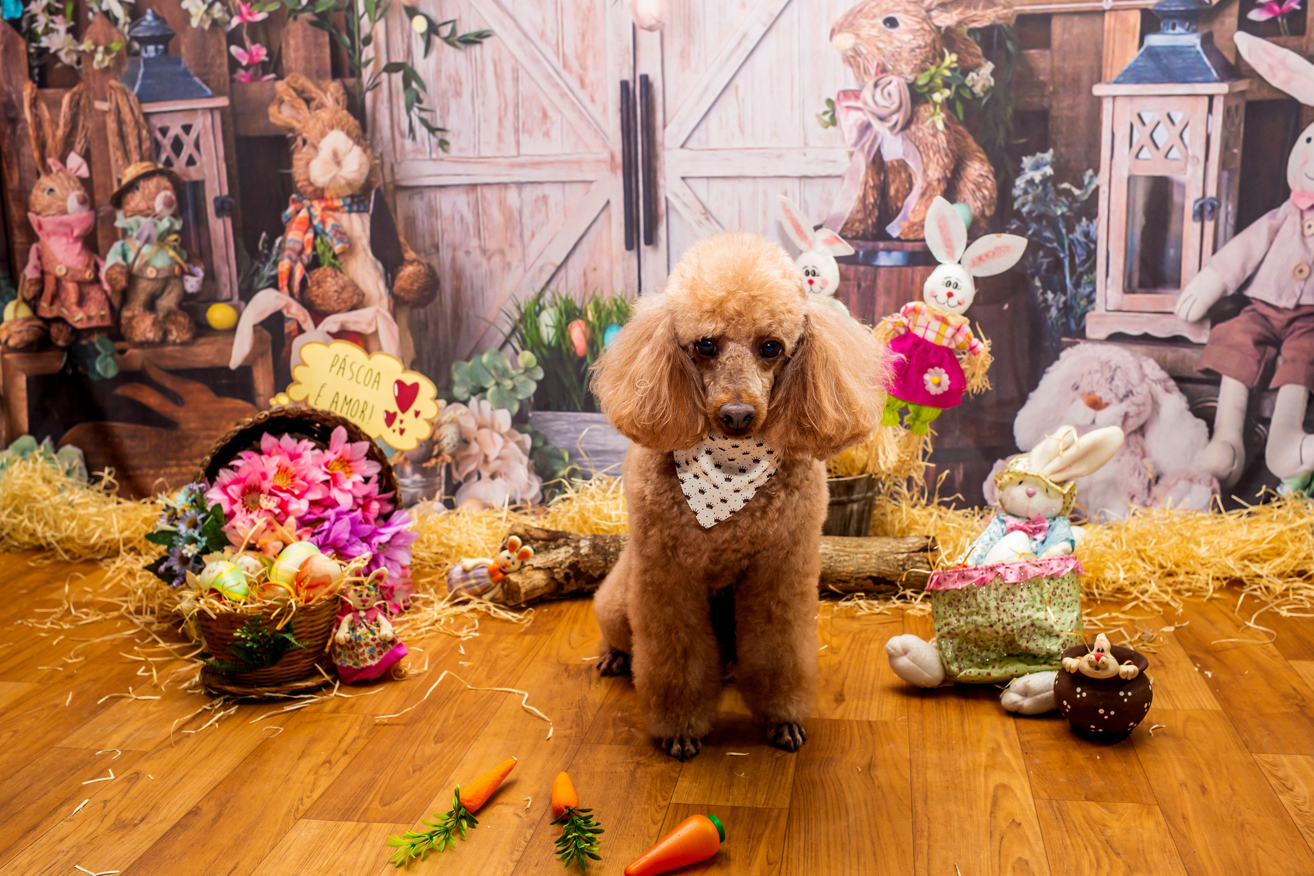 2023 — A doce Páscoa dos Pets. Fotografia Pet — estúdio, eventos, aniversários, ensaios temáticos