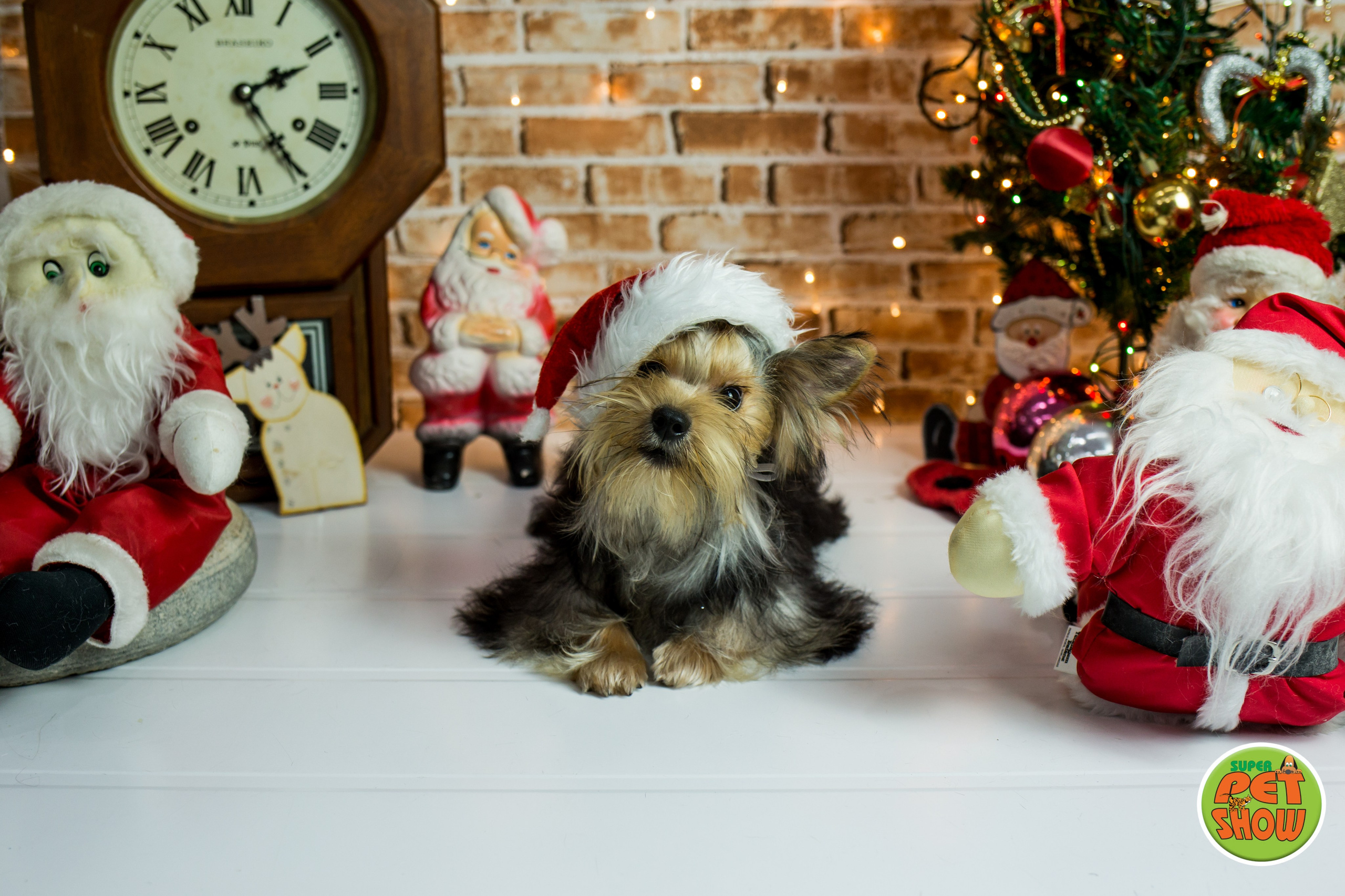 2019 — Natal encantado dos Pets. Fotografia Pet — estúdio, eventos, aniversários, ensaios temáticos
