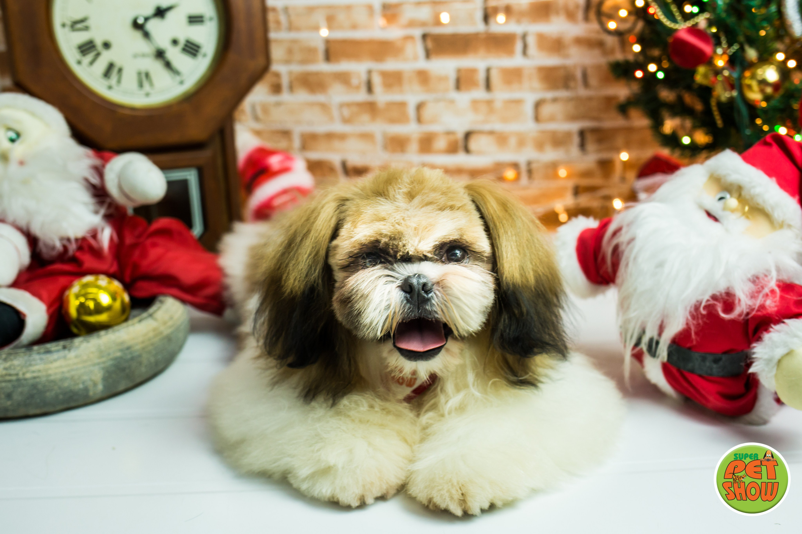 2019 — Natal encantado dos Pets. Fotografia Pet — estúdio, eventos, aniversários, ensaios temáticos