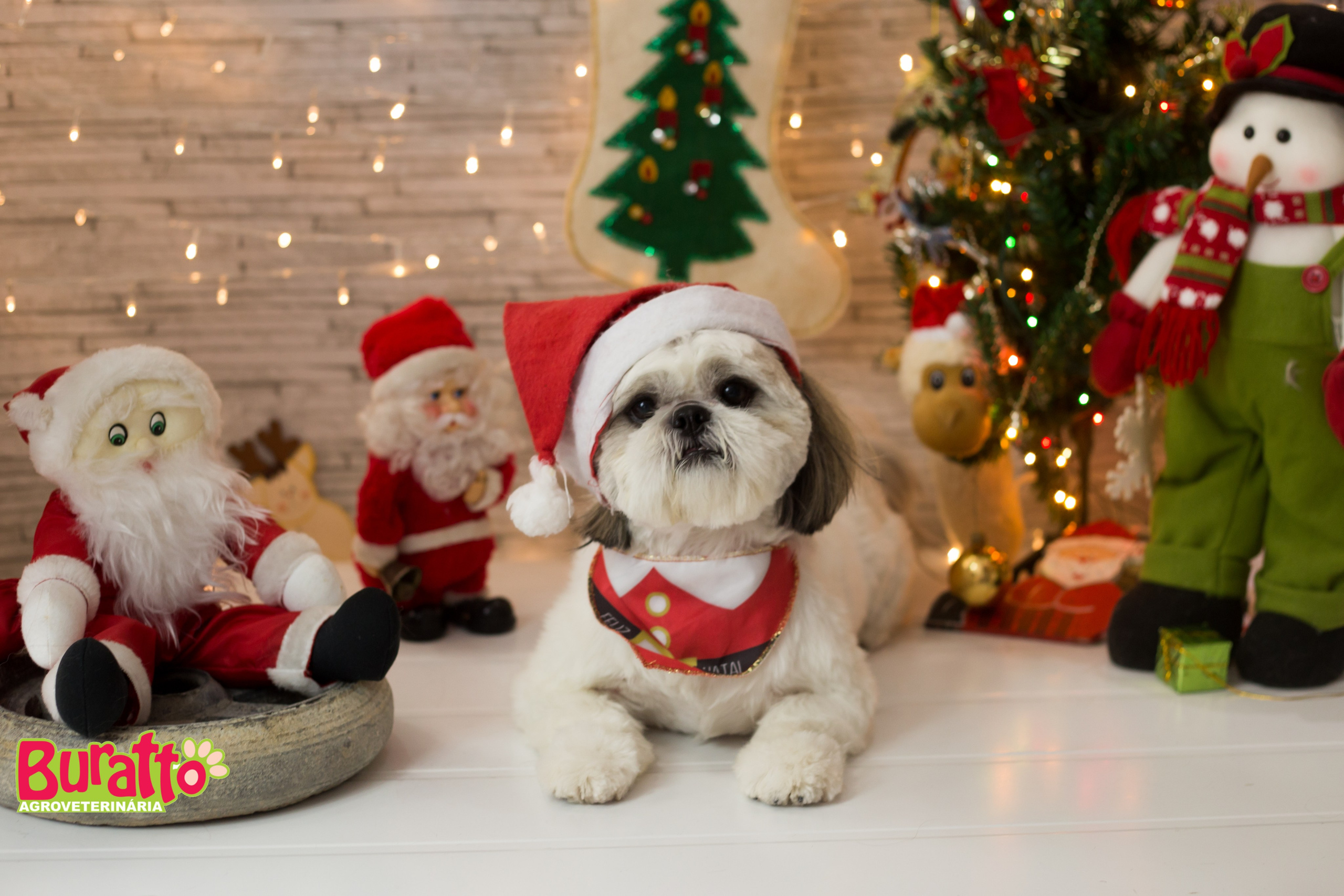2018 — Natal encantado dos Pets. Fotografia Pet — estúdio, eventos, aniversários, ensaios temáticos