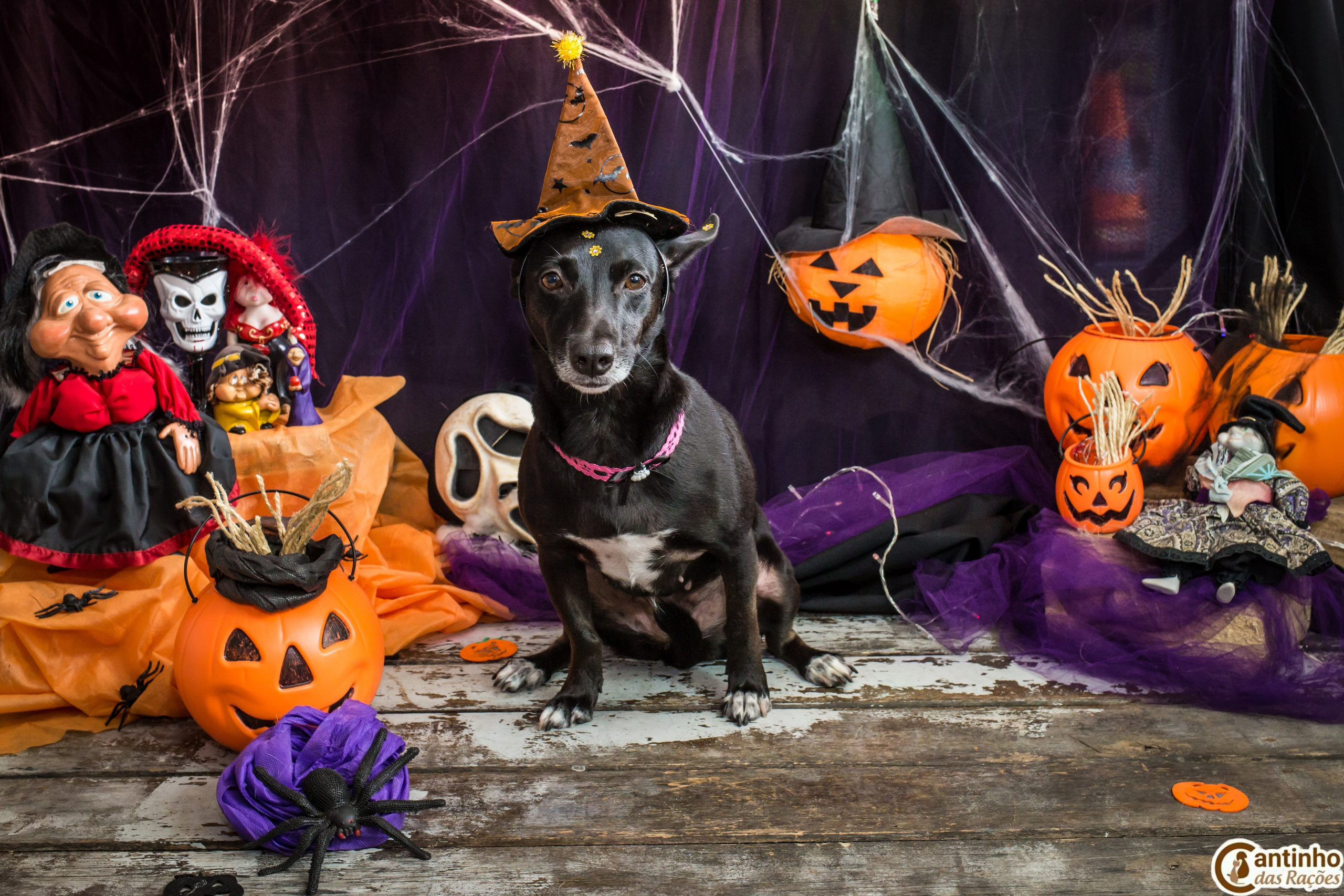 Hallowen — 2020 Doces ou travessuras. Fotografia Pet — estúdio, eventos, aniversários, ensaios temáticos