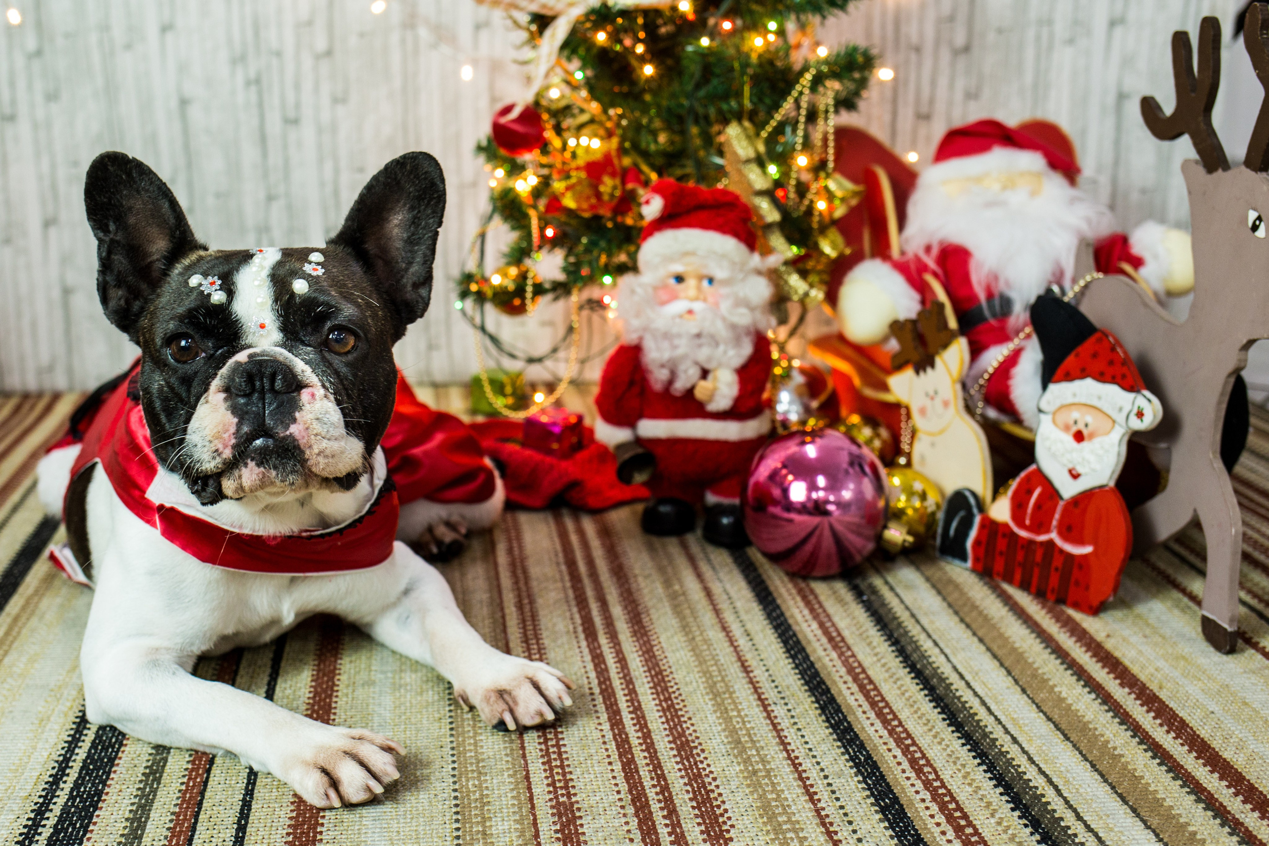 2019 — Natal encantado dos Pets. Fotografia Pet — estúdio, eventos, aniversários, ensaios temáticos