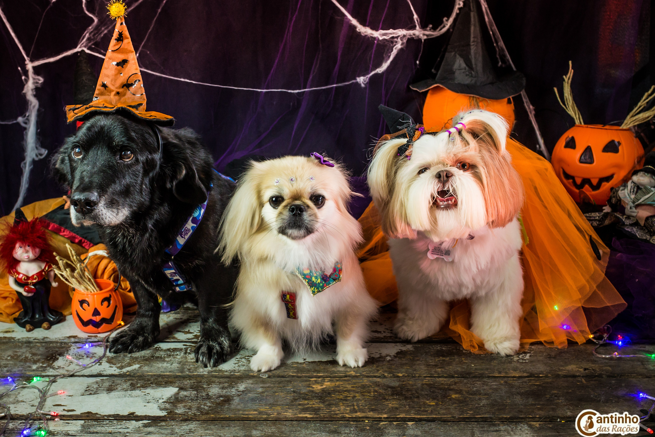 Hallowen — 2020 Doces ou travessuras. Fotografia Pet — estúdio, eventos, aniversários, ensaios temáticos