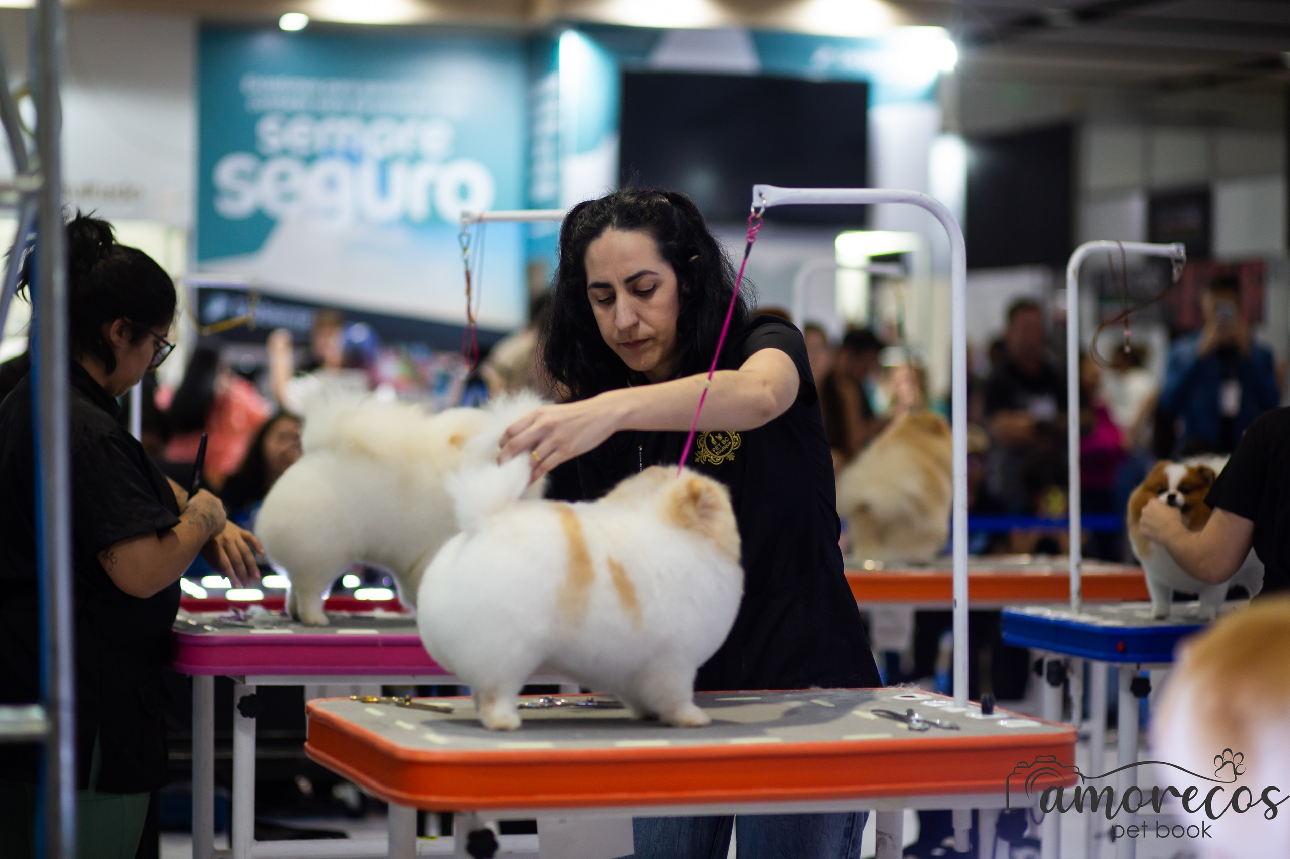 Feira Pet Sul 2025 — São José/SC. Fotografia Pet — estúdio, eventos, aniversários, ensaios temáticos