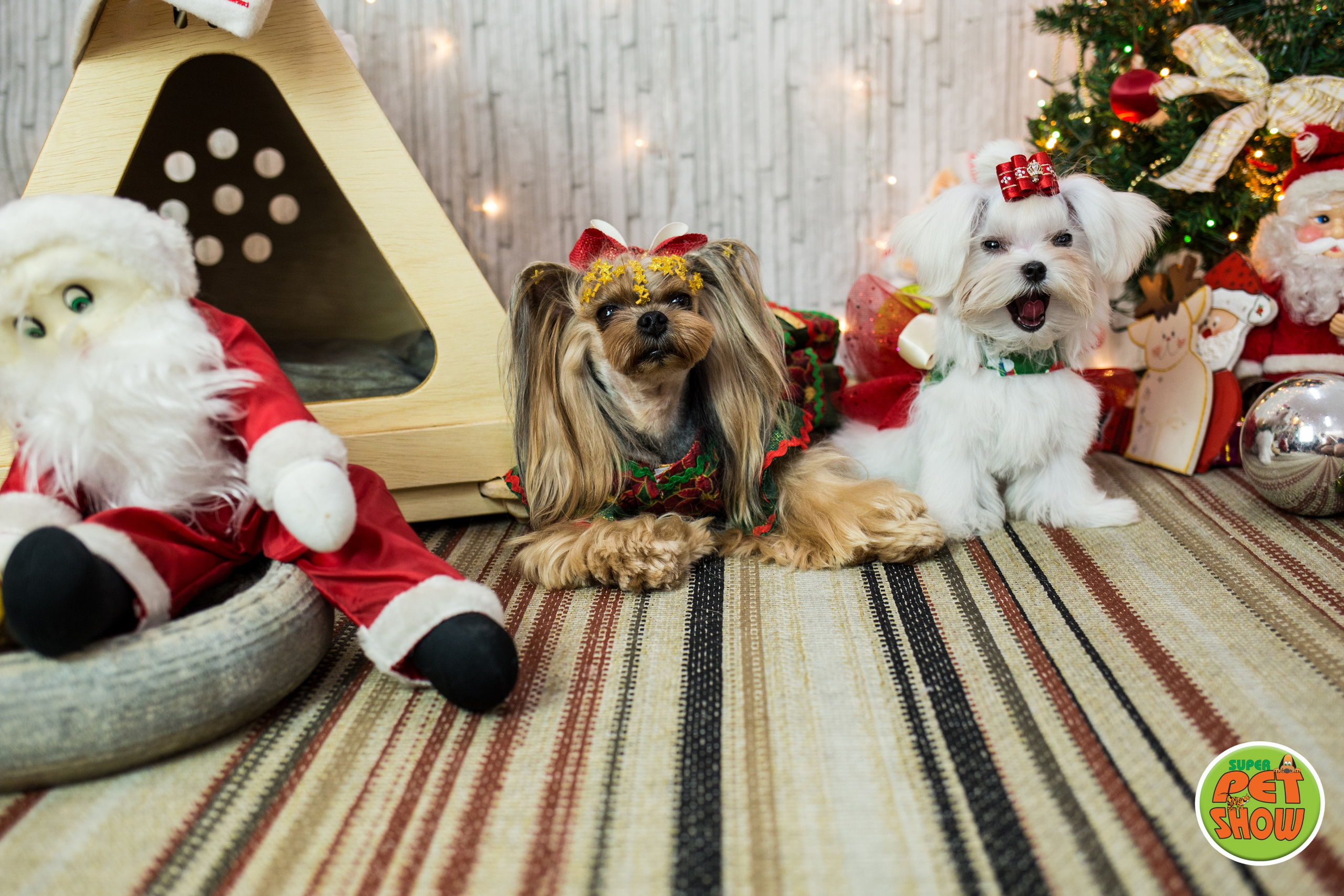 2019 — Natal encantado dos Pets. Fotografia Pet — estúdio, eventos, aniversários, ensaios temáticos