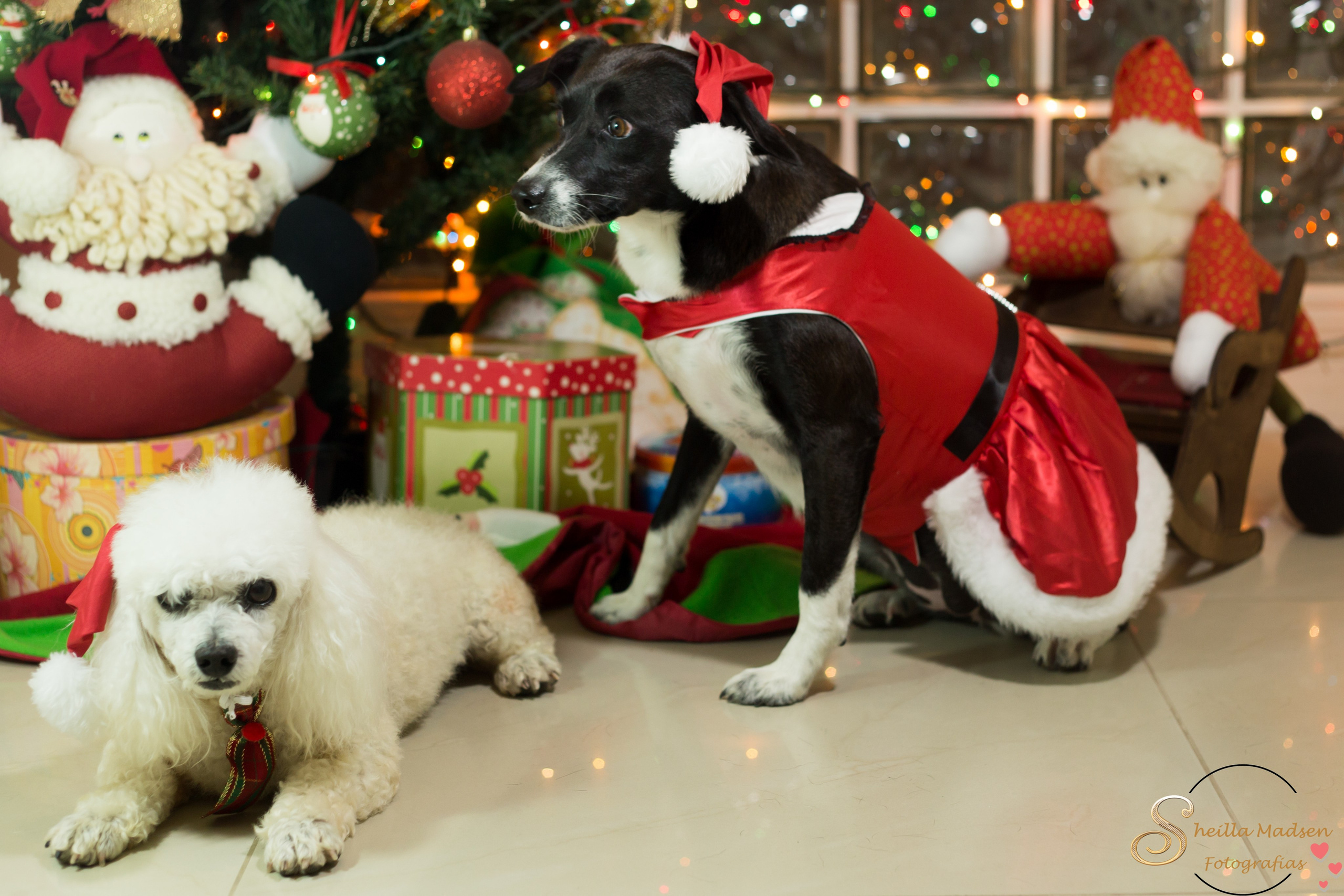 🐾 Um Natal cheio de amor, no cantinho deles. Fotografia Pet — estúdio, eventos, aniversários, ensaios temáticos