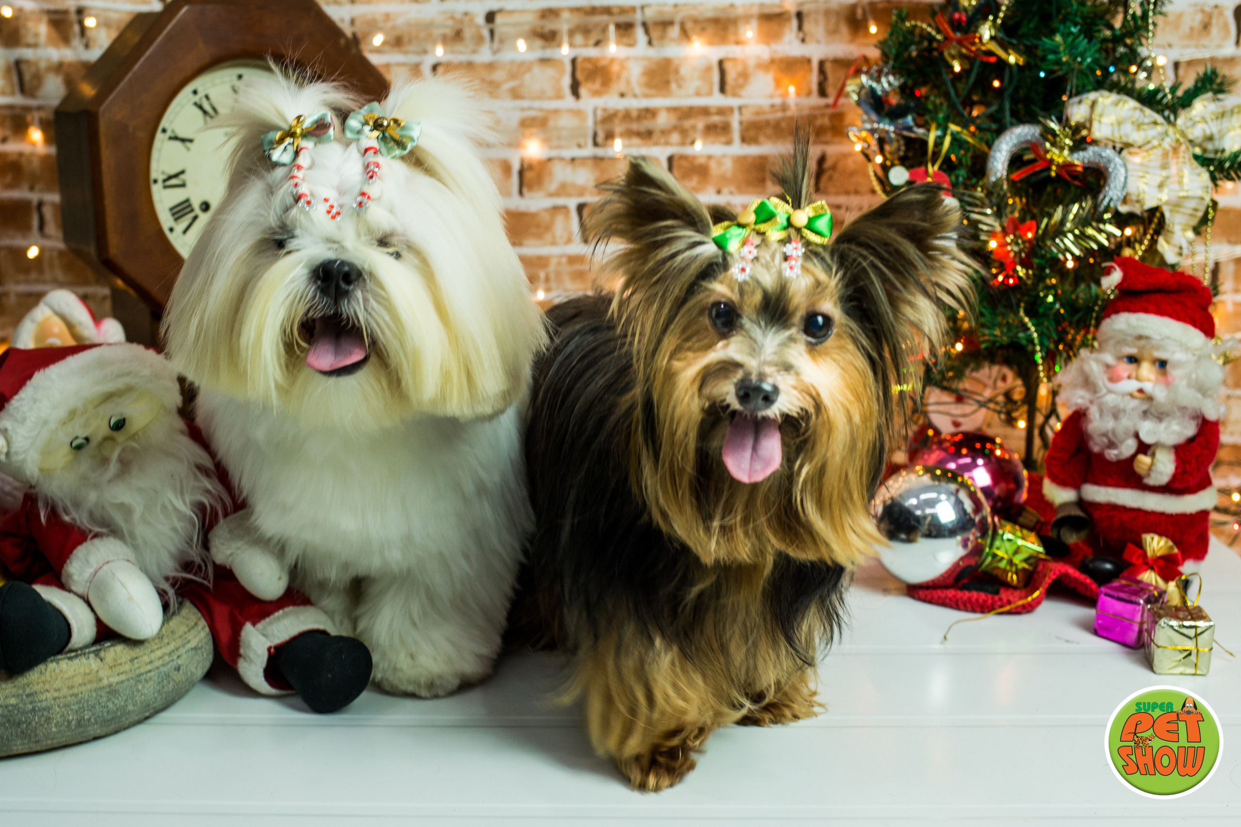 2019 — Natal encantado dos Pets. Fotografia Pet — estúdio, eventos, aniversários, ensaios temáticos