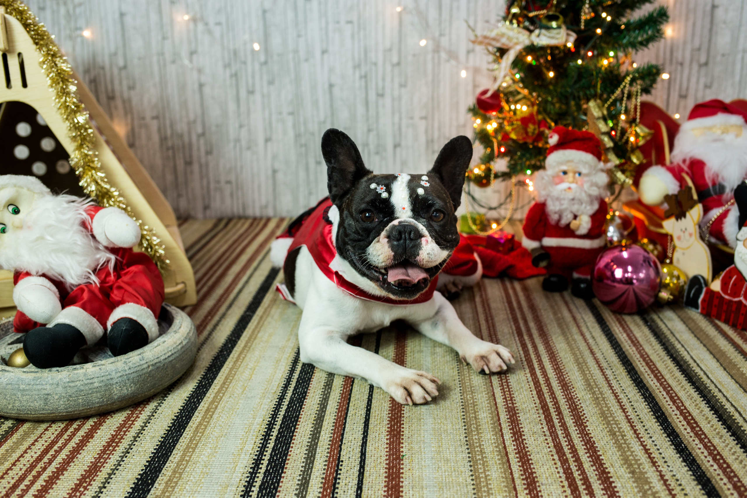 2019 — Natal encantado dos Pets. Fotografia Pet — estúdio, eventos, aniversários, ensaios temáticos