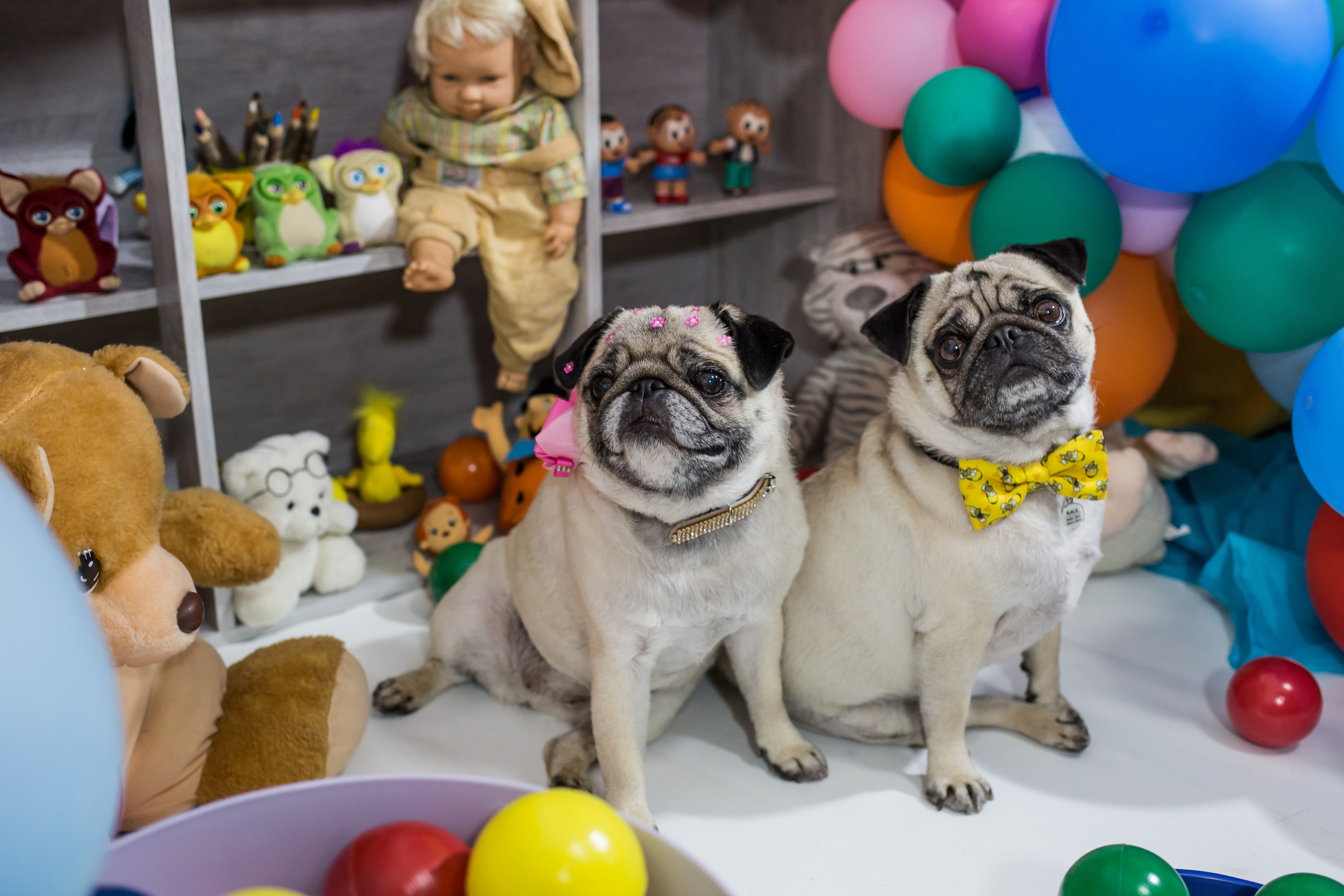Dia das crianças — 2021. Fotografia Pet — estúdio, eventos, aniversários, ensaios temáticos