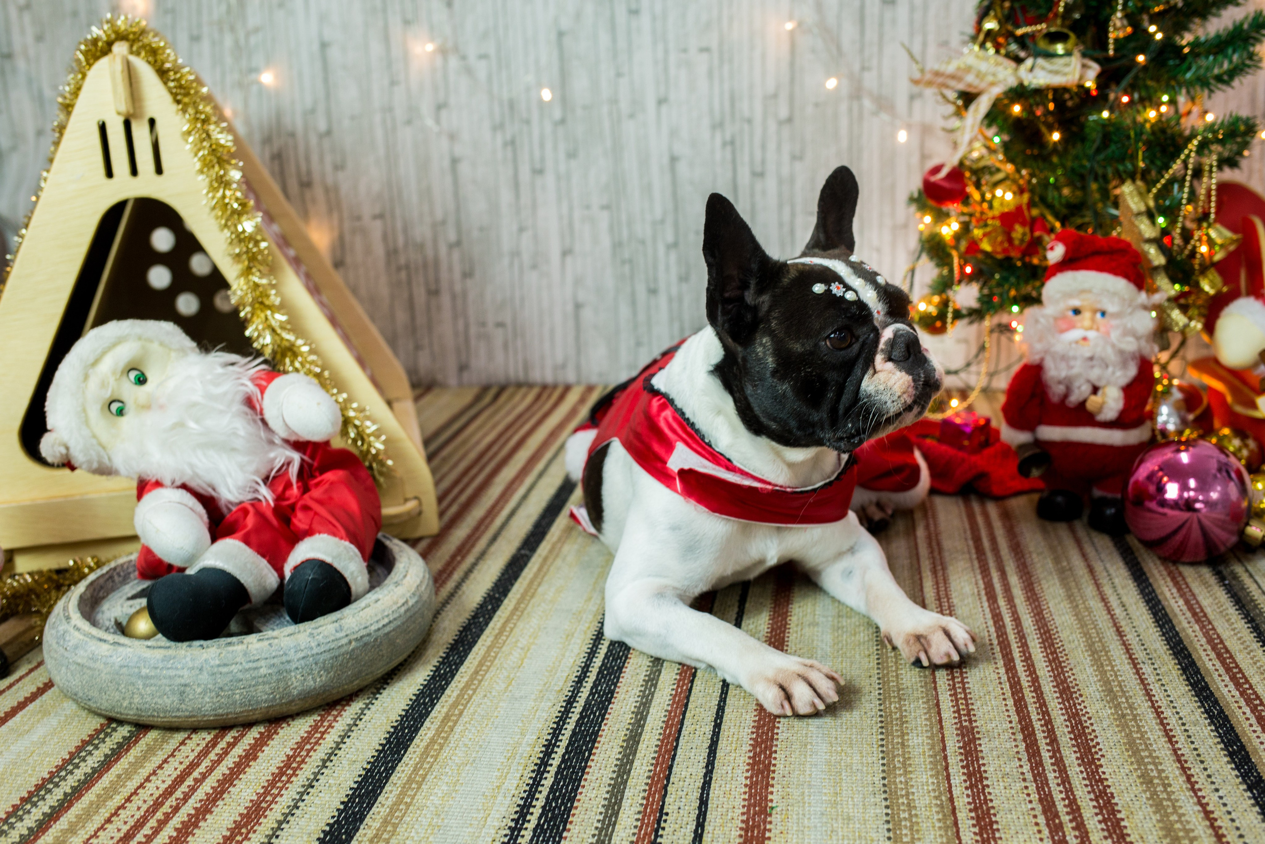 2019 — Natal encantado dos Pets. Fotografia Pet — estúdio, eventos, aniversários, ensaios temáticos