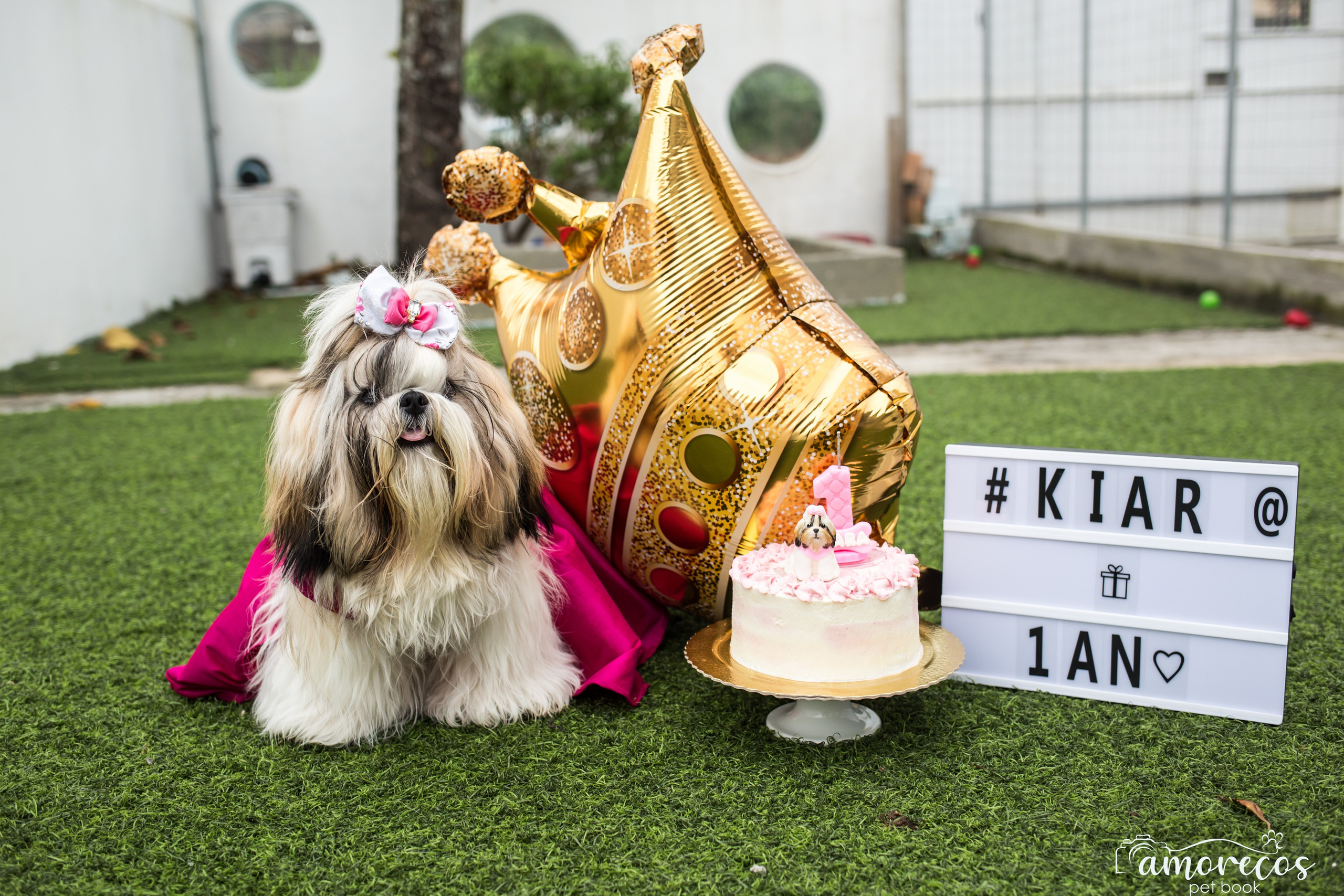 Kiara — 1 aninho. Fotografia Pet — estúdio, eventos, aniversários, ensaios temáticos