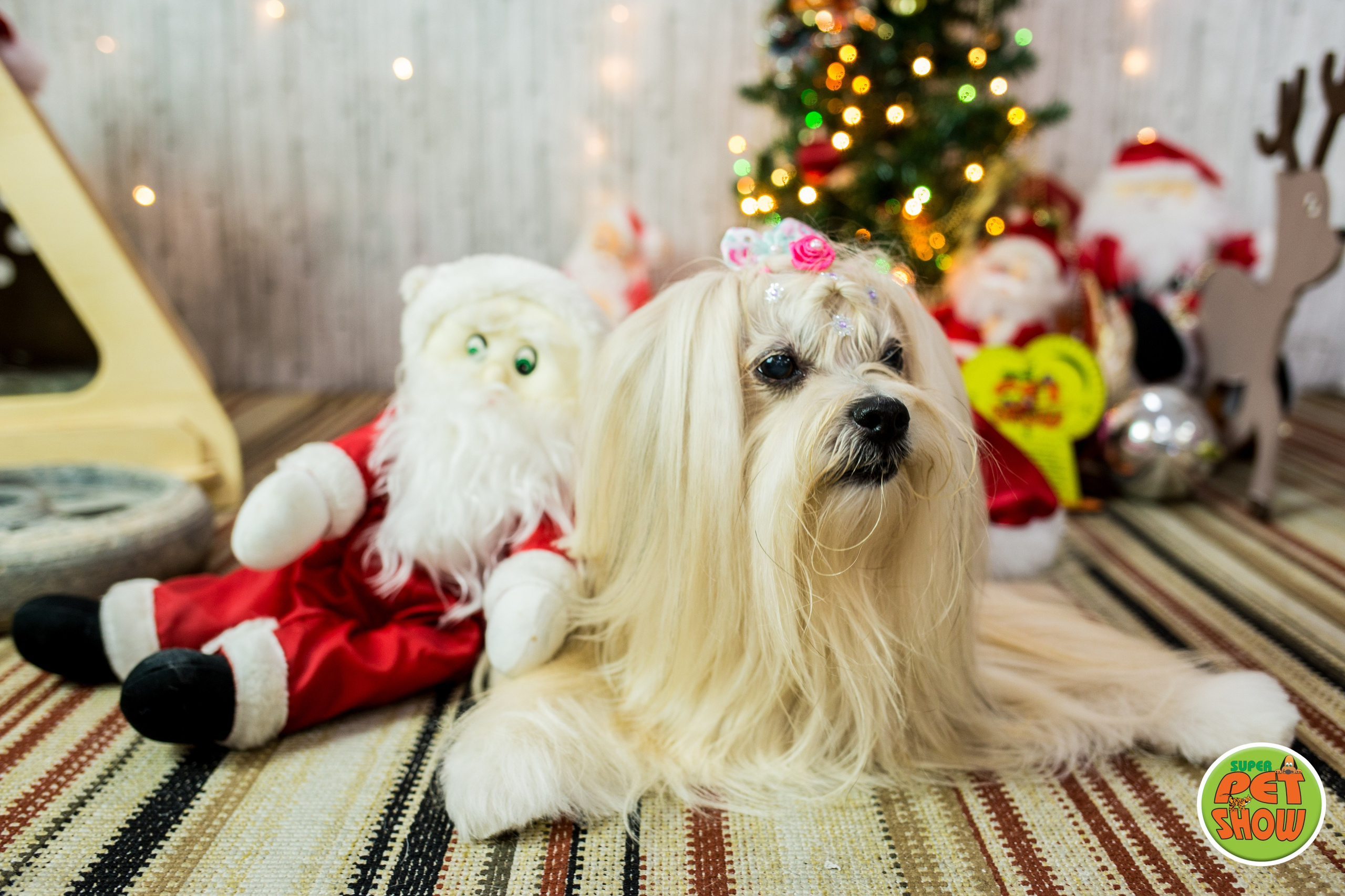 2019 — Natal encantado dos Pets. Fotografia Pet — estúdio, eventos, aniversários, ensaios temáticos