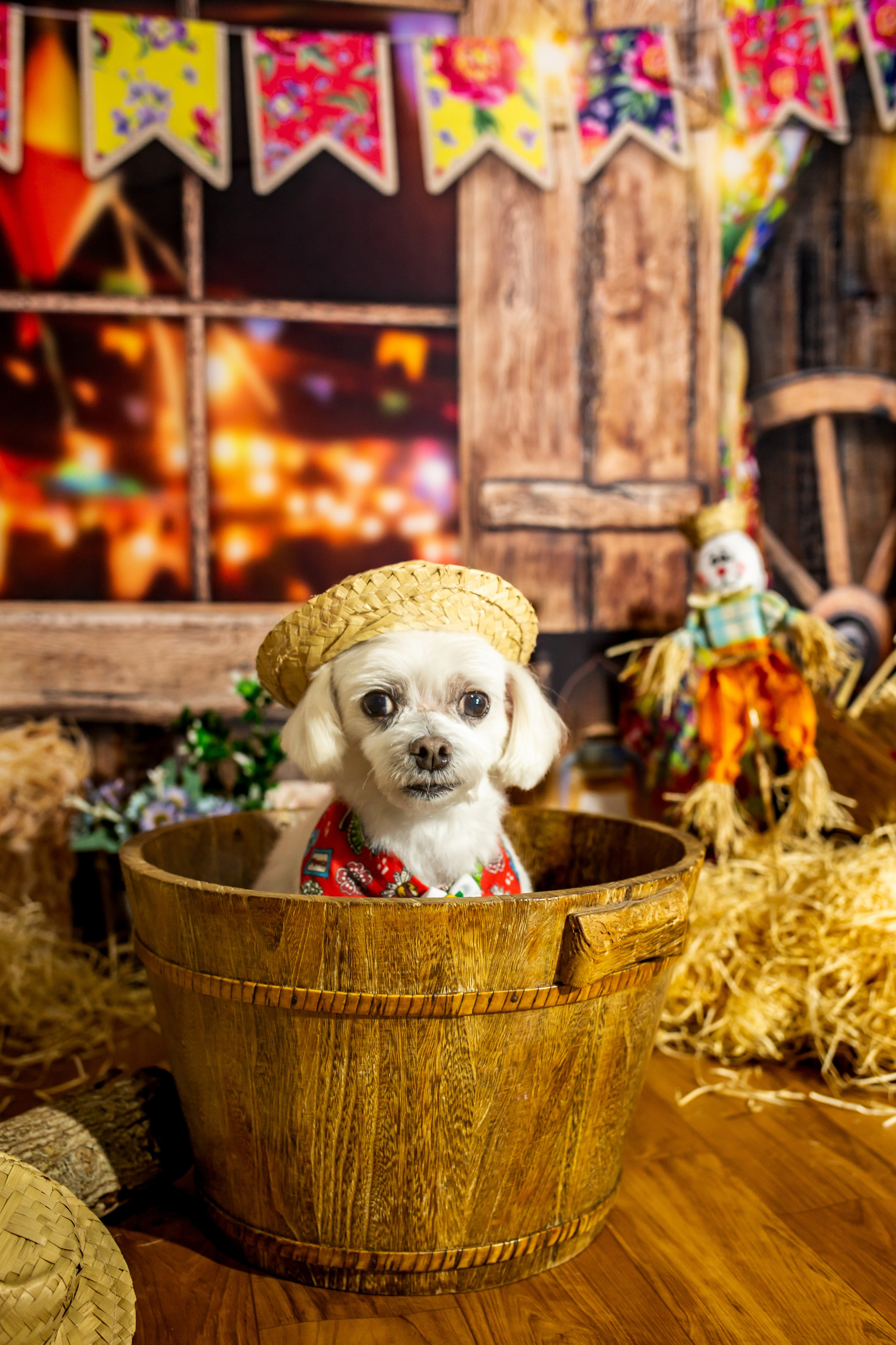 Arraia 2022. Fotografia Pet — estúdio, eventos, aniversários, ensaios temáticos
