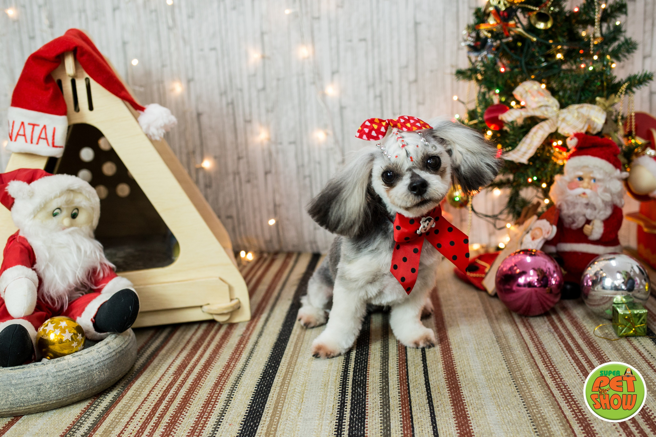 2019 — Natal encantado dos Pets. Fotografia Pet — estúdio, eventos, aniversários, ensaios temáticos