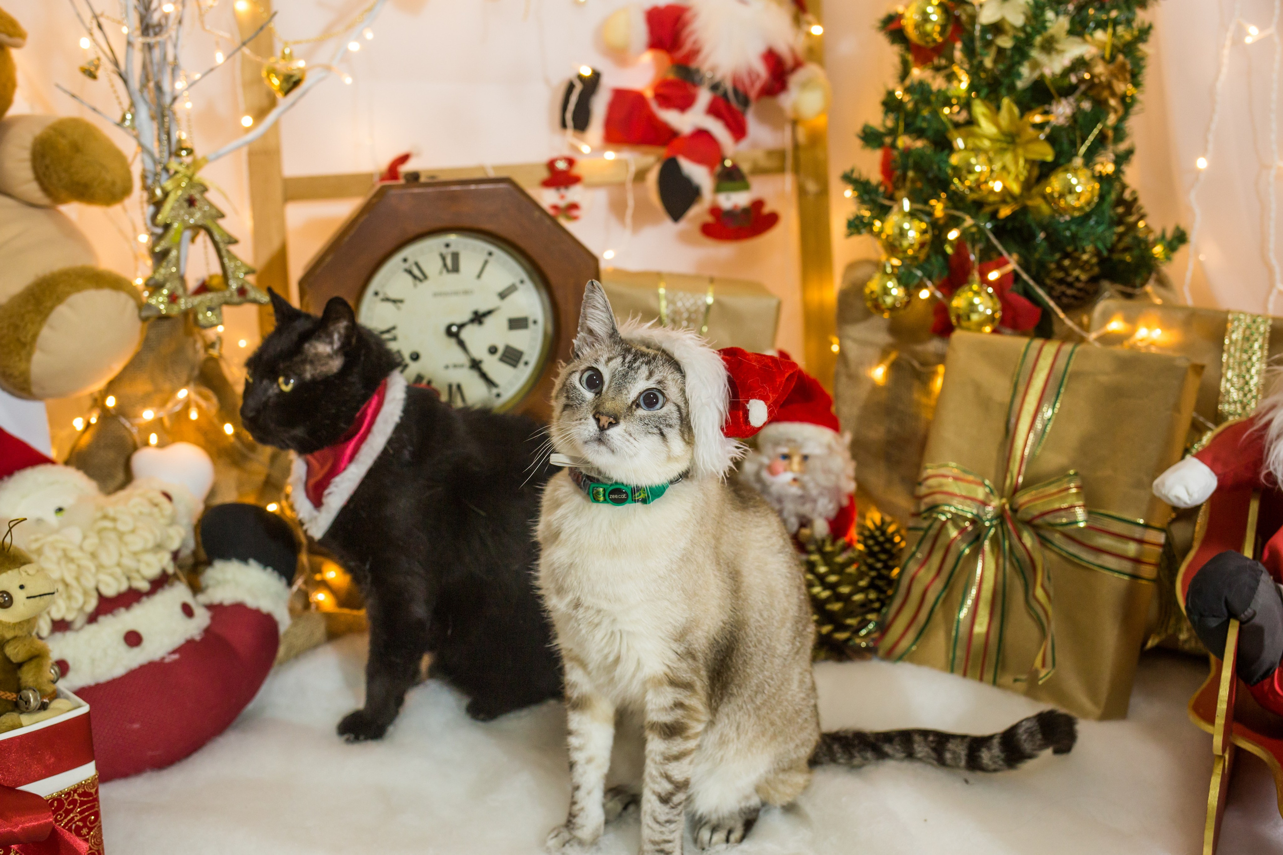 2021 — Natal encantado dos Pets. Fotografia Pet — estúdio, eventos, aniversários, ensaios temáticos