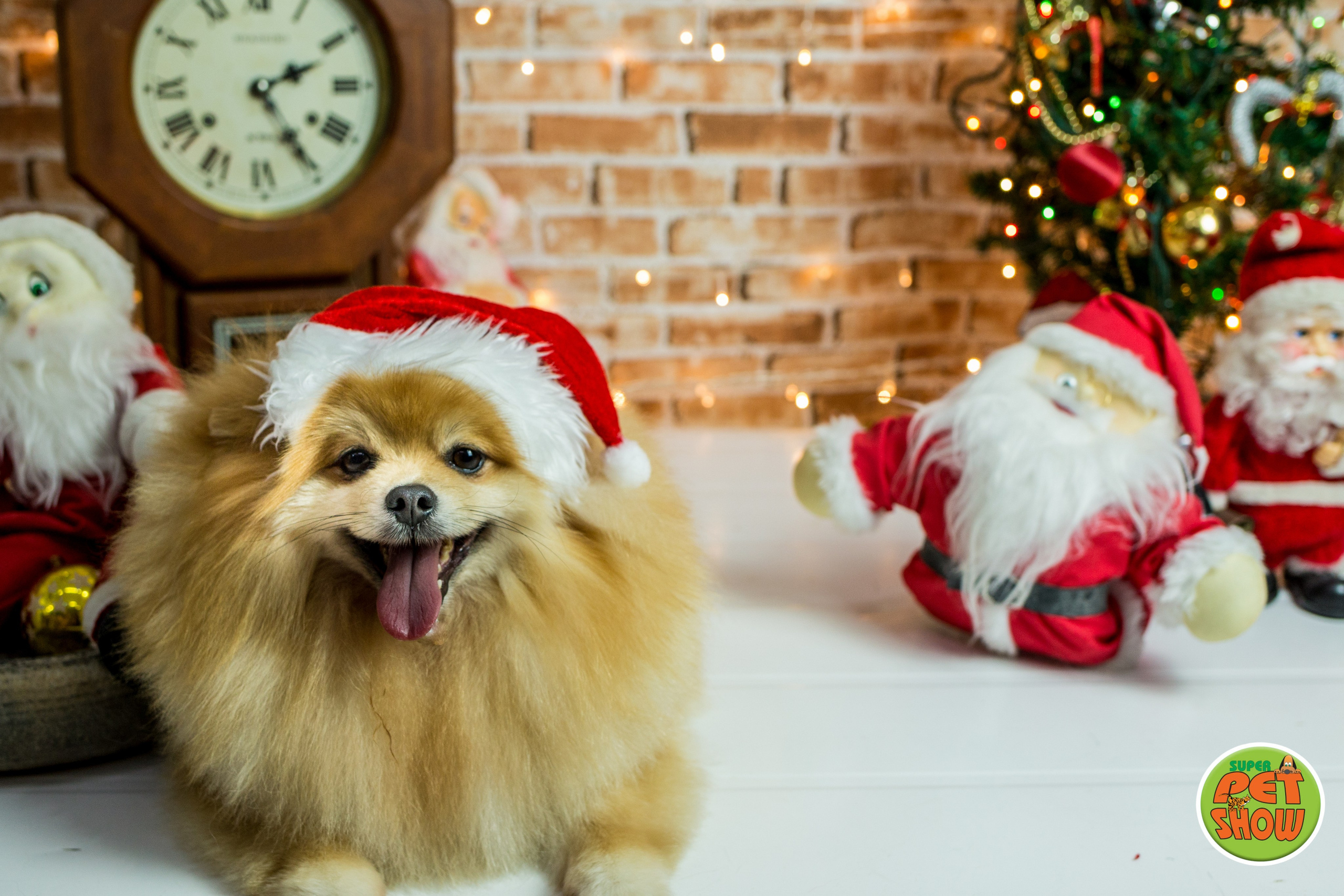 2019 — Natal encantado dos Pets. Fotografia Pet — estúdio, eventos, aniversários, ensaios temáticos