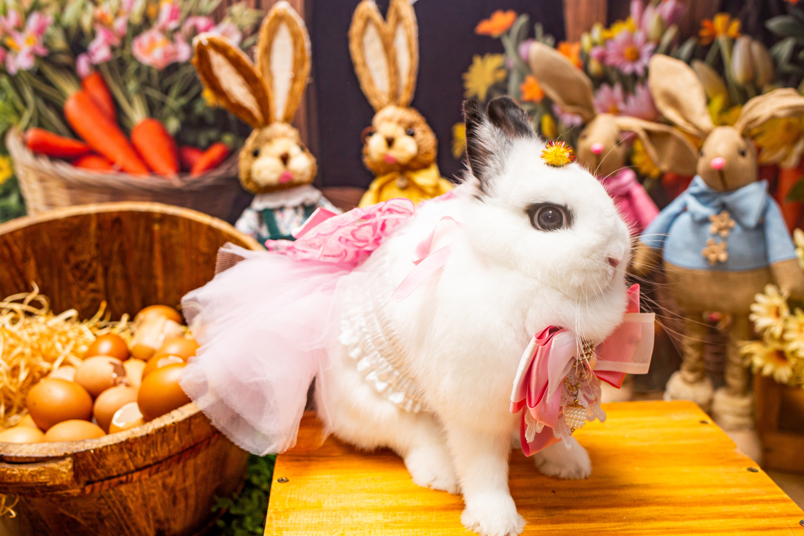 Páscoa 2026 — Camelão/São José. Fotografia Pet — estúdio, eventos, aniversários, ensaios temáticos