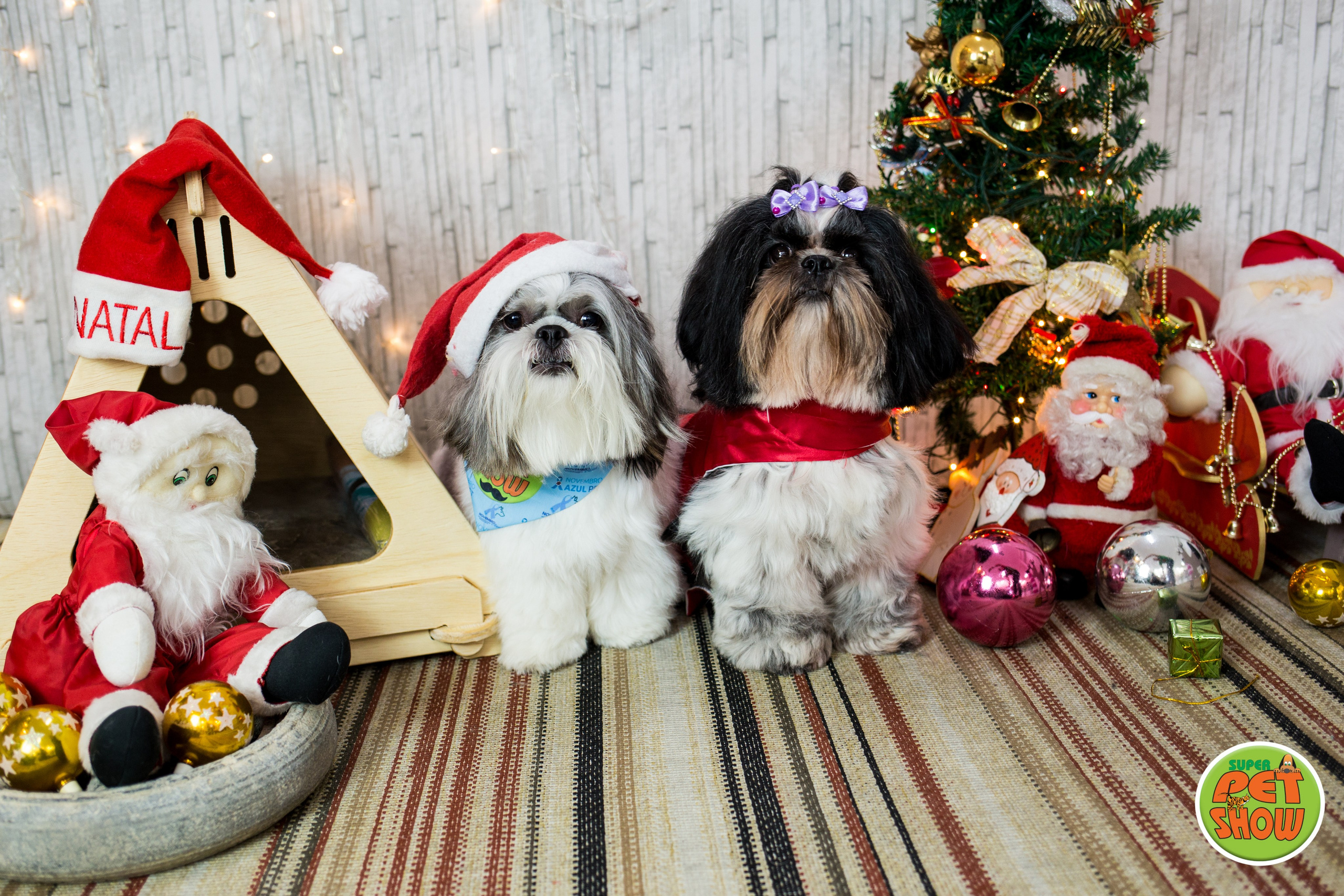 2019 — Natal encantado dos Pets. Fotografia Pet — estúdio, eventos, aniversários, ensaios temáticos
