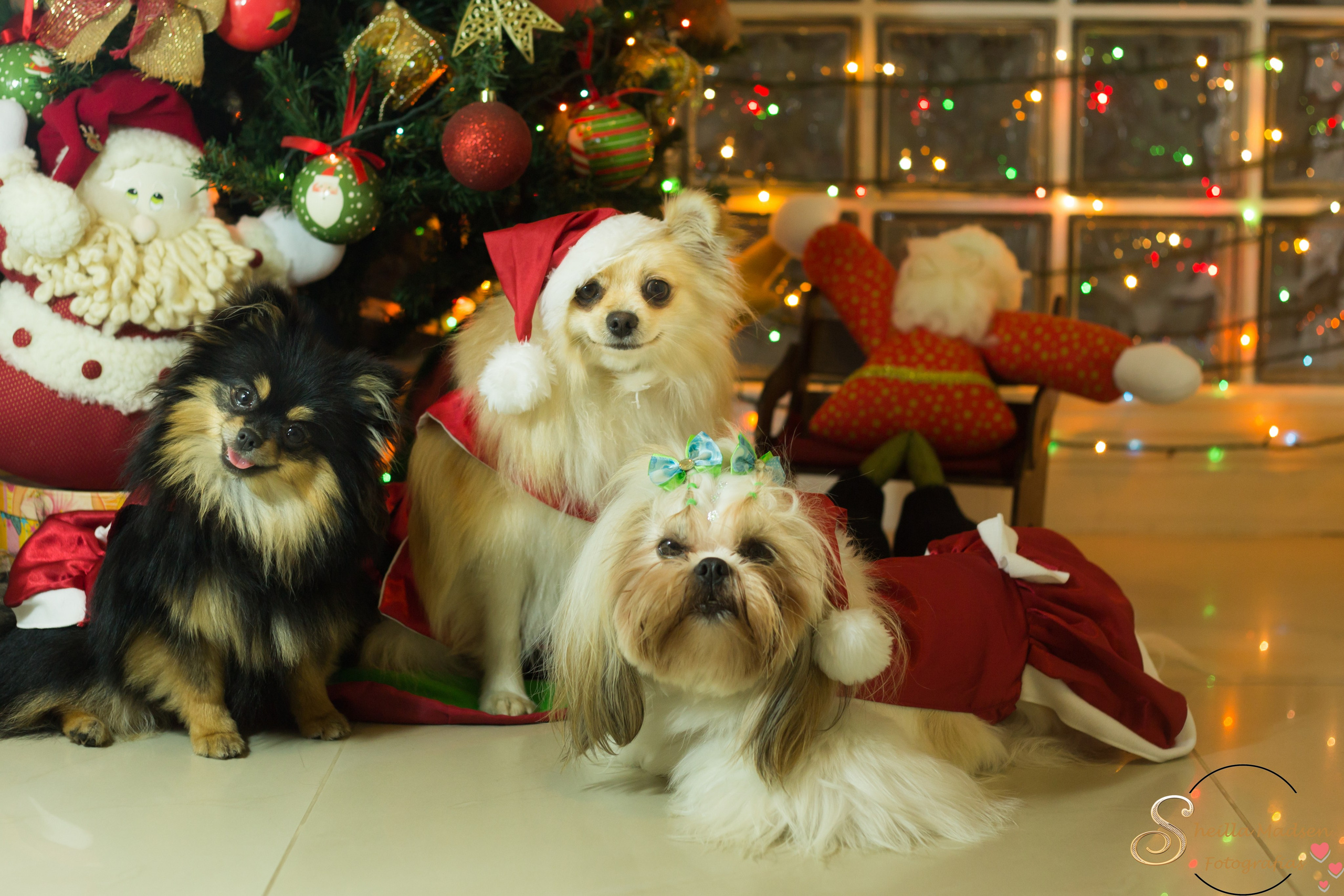 🐾 Um Natal cheio de amor, no cantinho deles. Fotografia Pet — estúdio, eventos, aniversários, ensaios temáticos