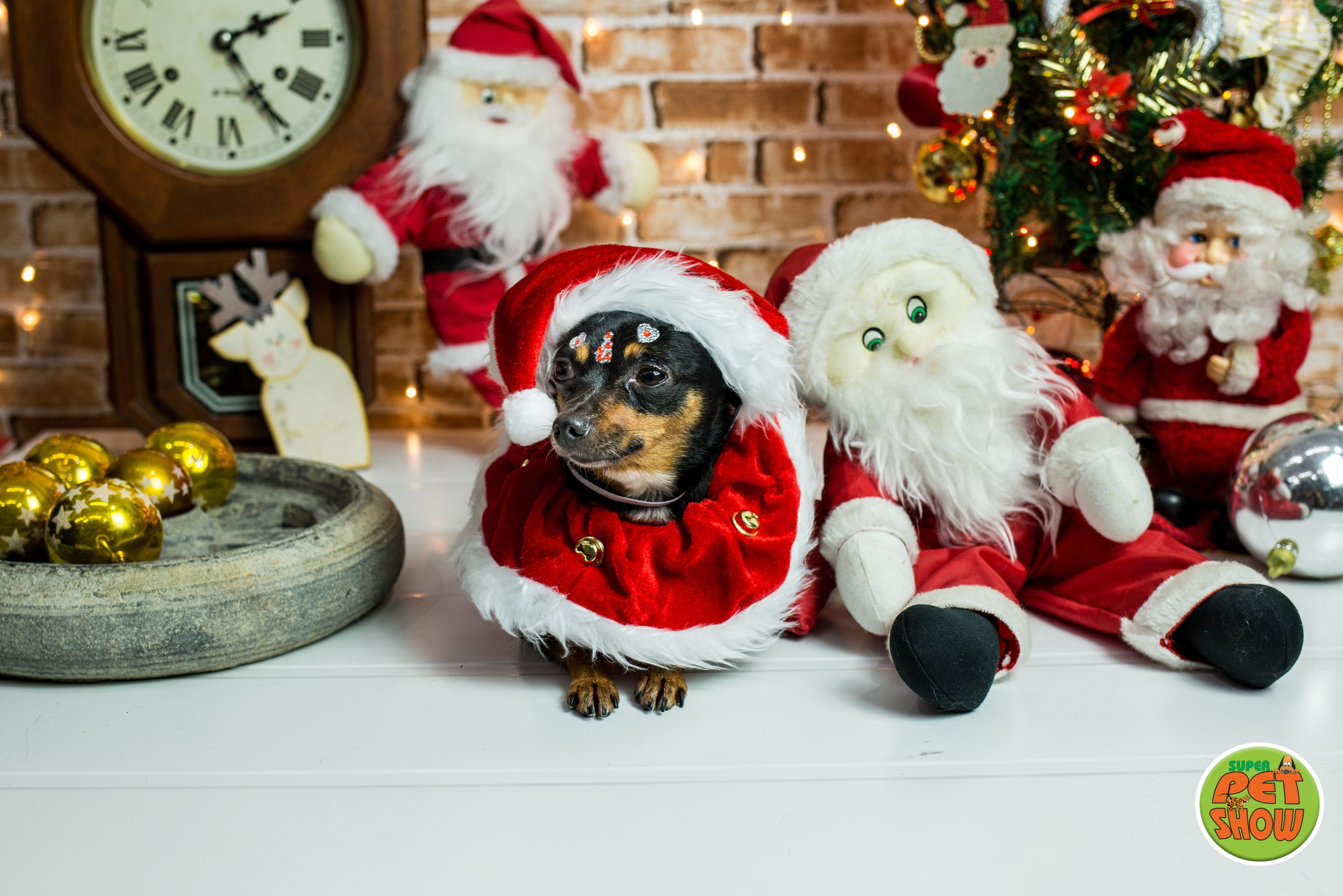 2019 — Natal encantado dos Pets. Fotografia Pet — estúdio, eventos, aniversários, ensaios temáticos