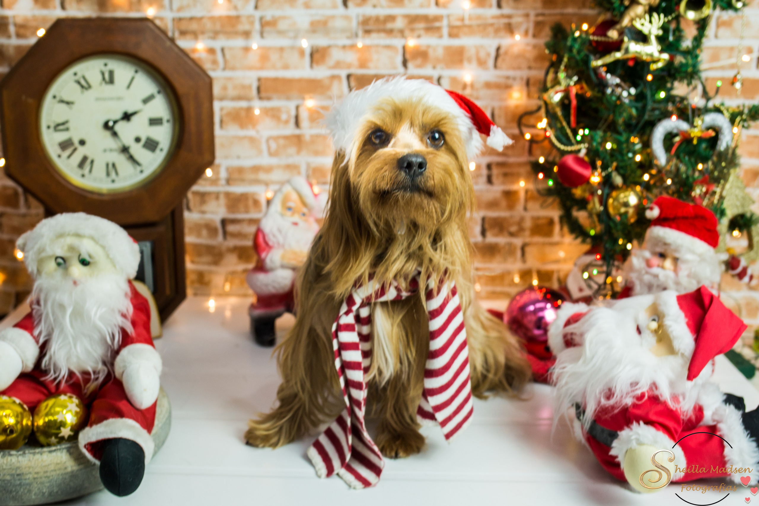 2019 — Natal encantado dos Pets. Fotografia Pet — estúdio, eventos, aniversários, ensaios temáticos