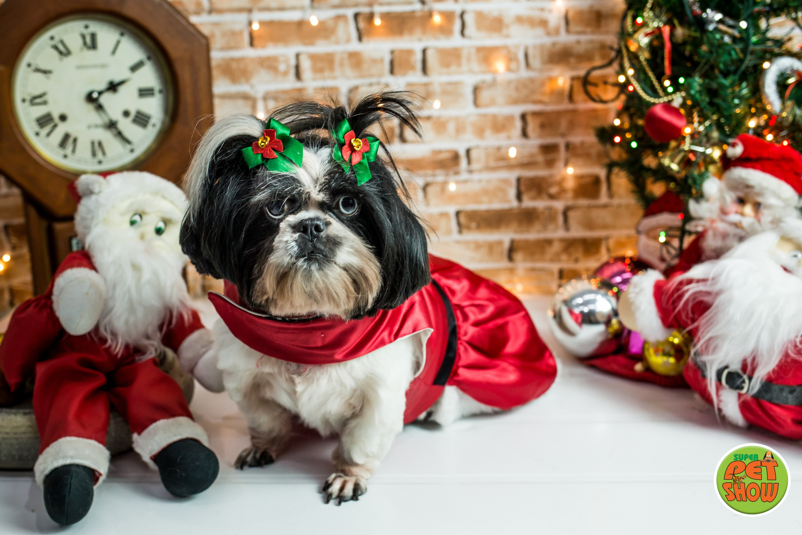 2019 — Natal encantado dos Pets. Fotografia Pet — estúdio, eventos, aniversários, ensaios temáticos