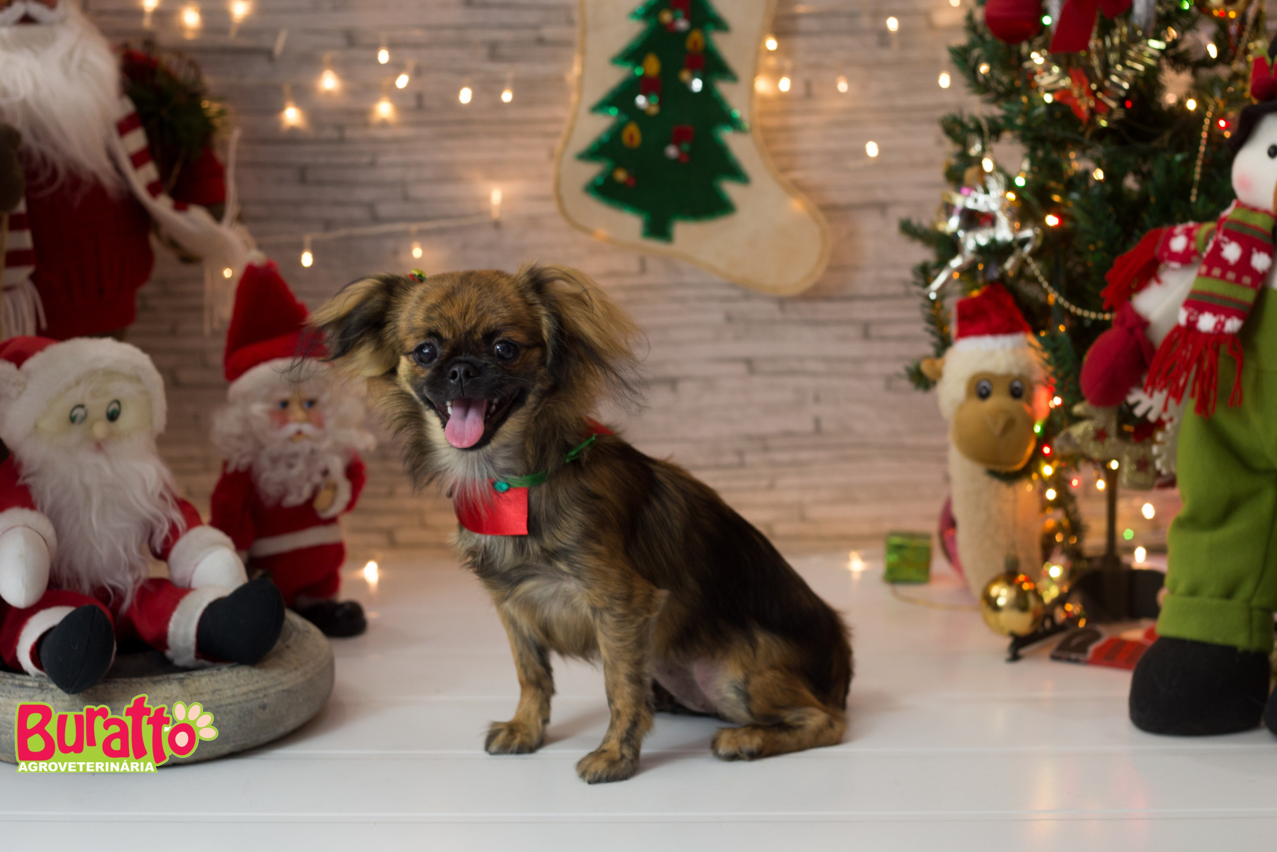 2018 — Natal encantado dos Pets. Fotografia Pet — estúdio, eventos, aniversários, ensaios temáticos